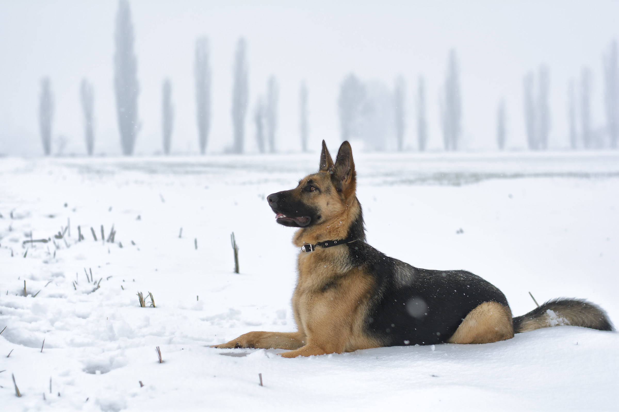 Layla and the snow :)