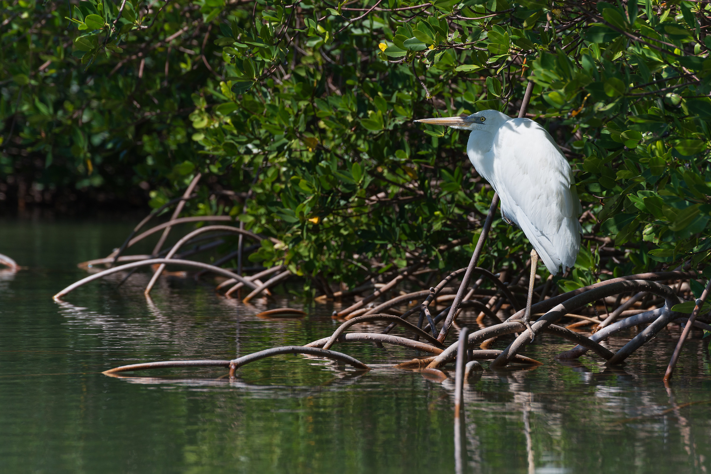 Great egret