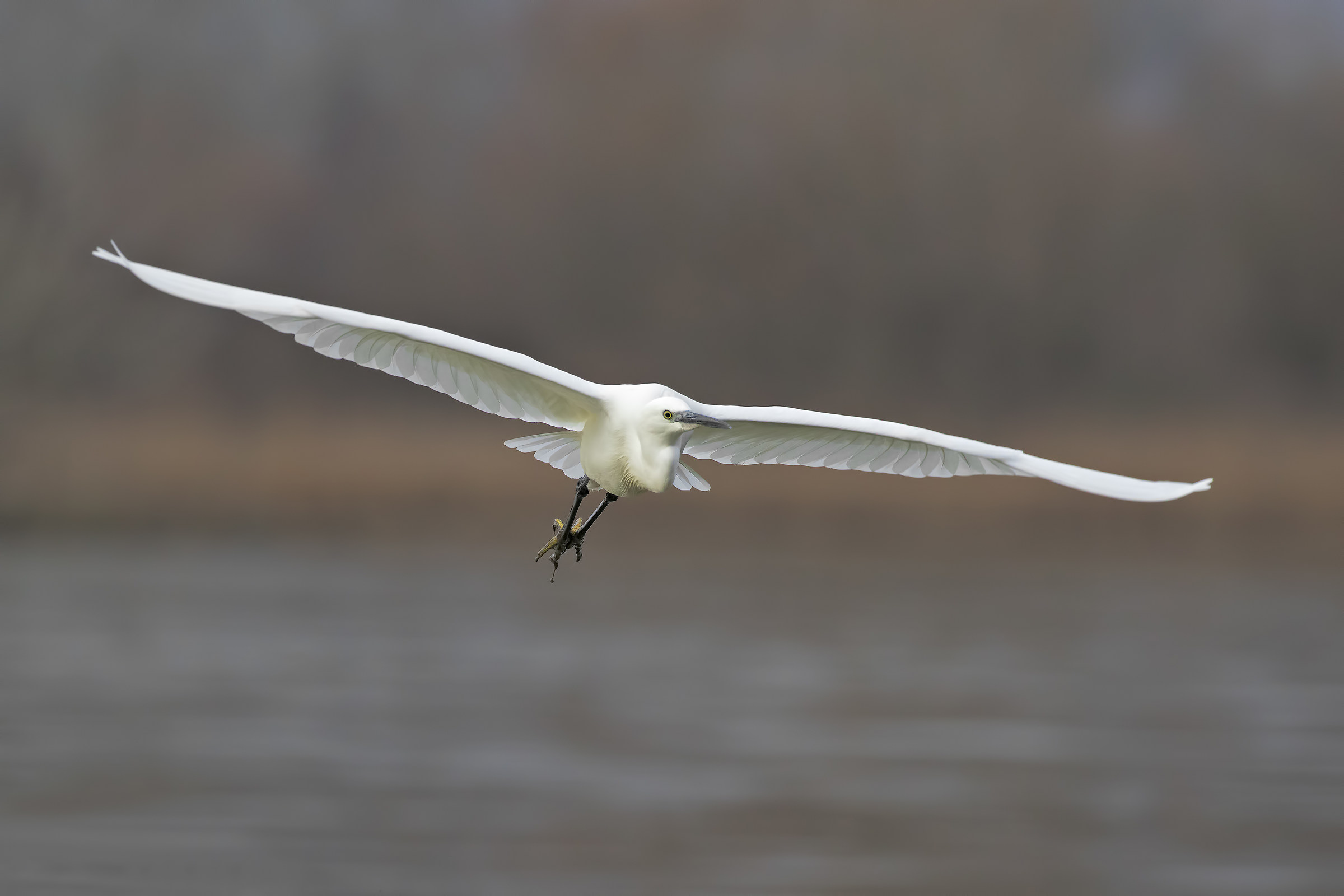 Little Egret in Arrivalooo !!!