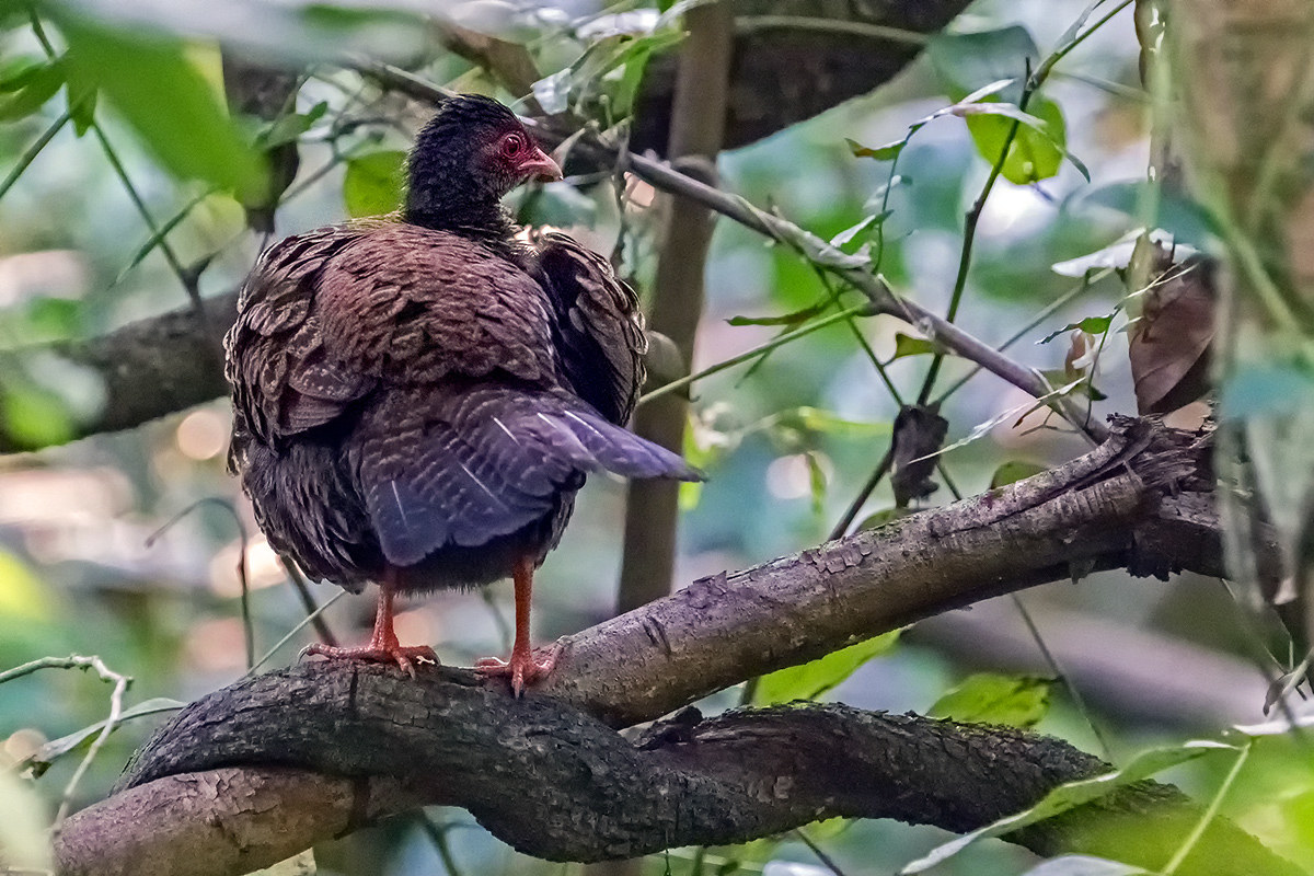 Red Spurfowl