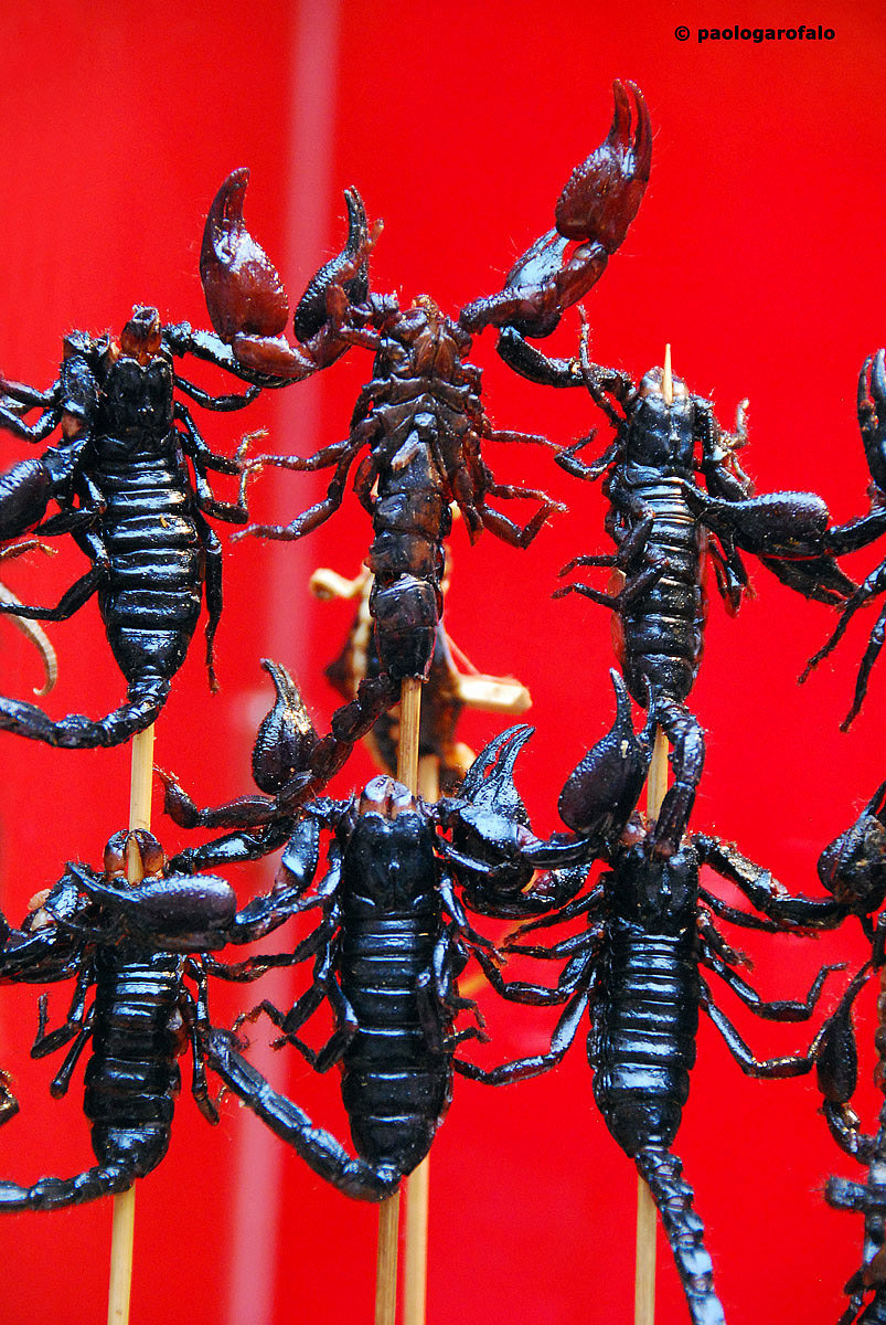 Proteine del... futuro