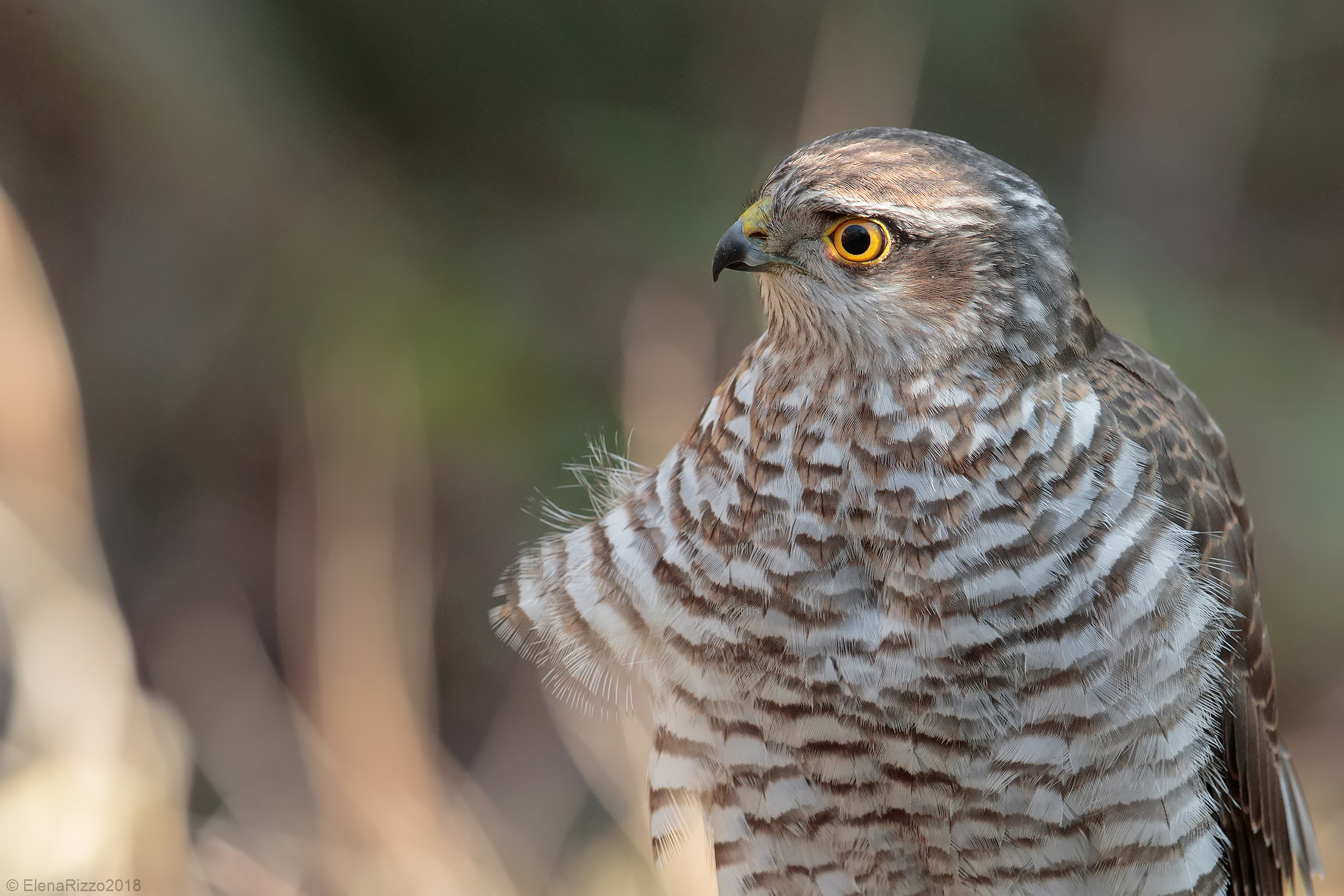Sparrowhawk