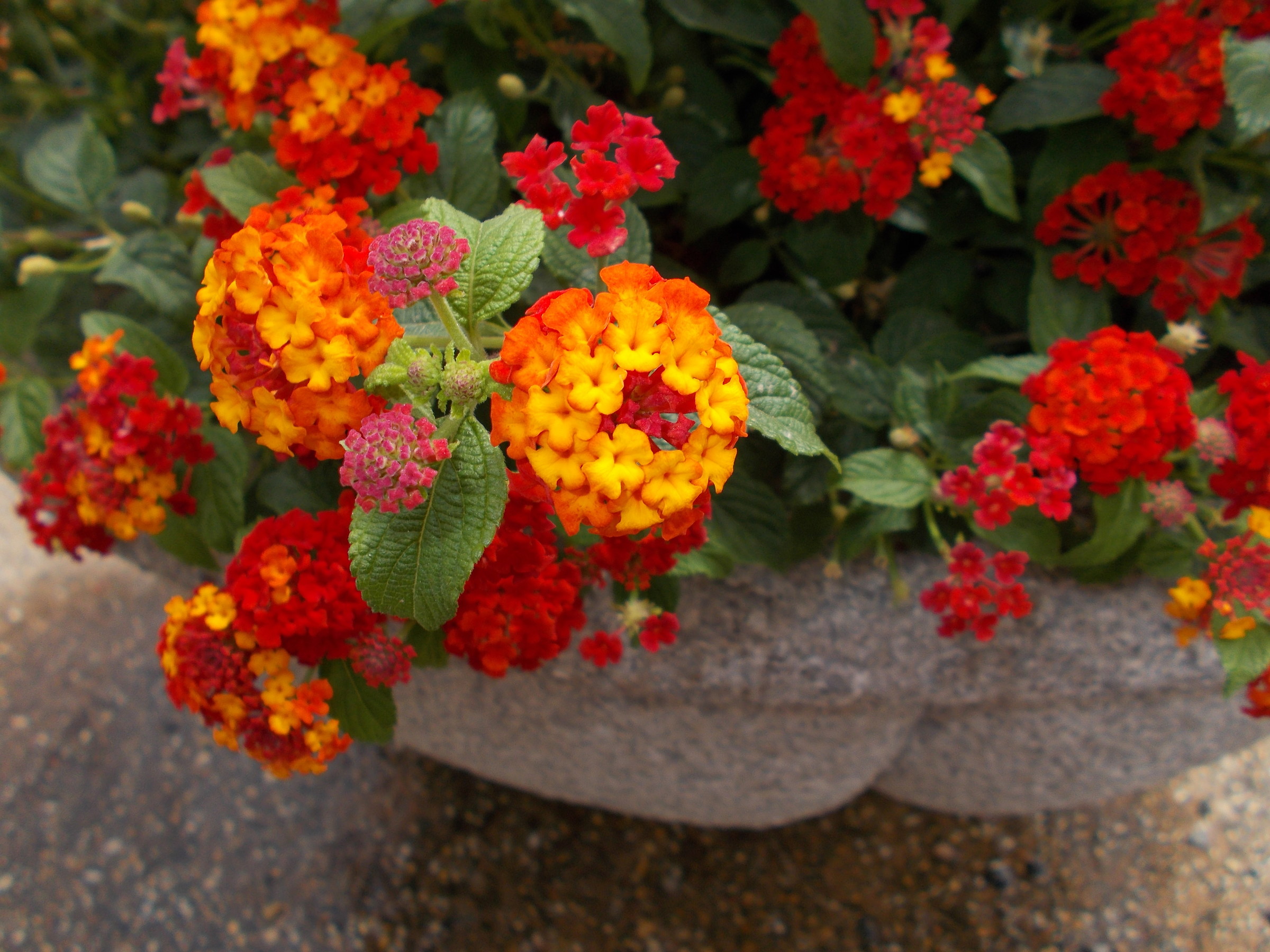 Lantana