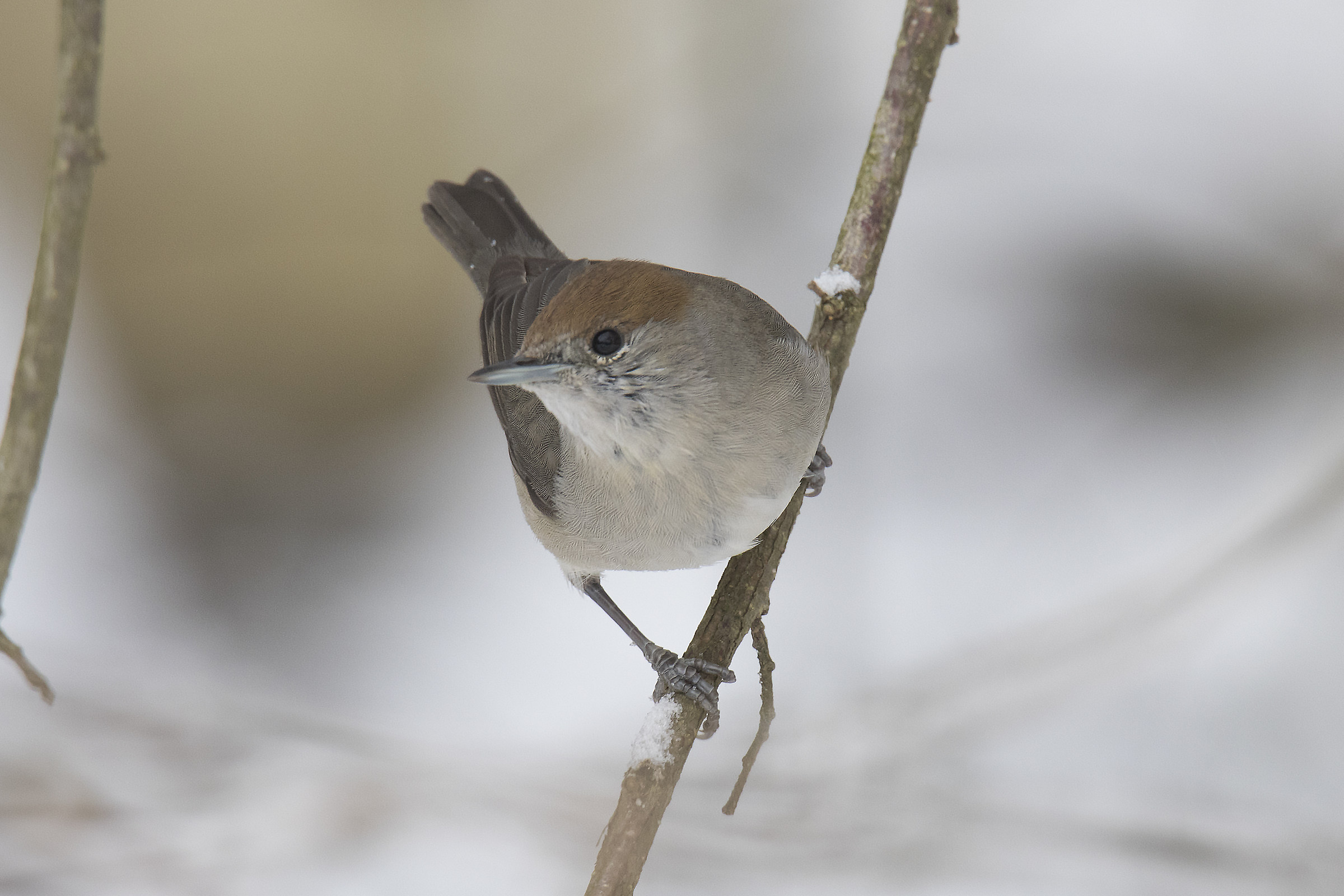 female blackcap