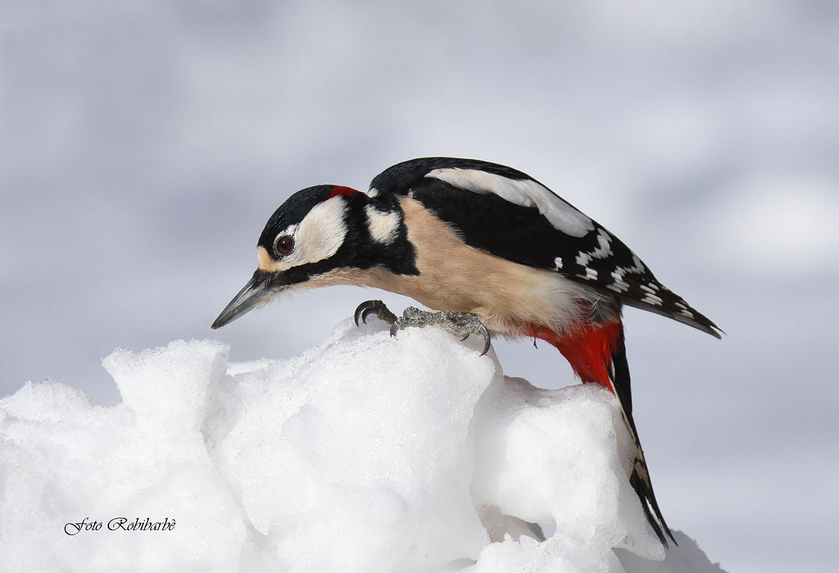 The snow woodpecker ...
