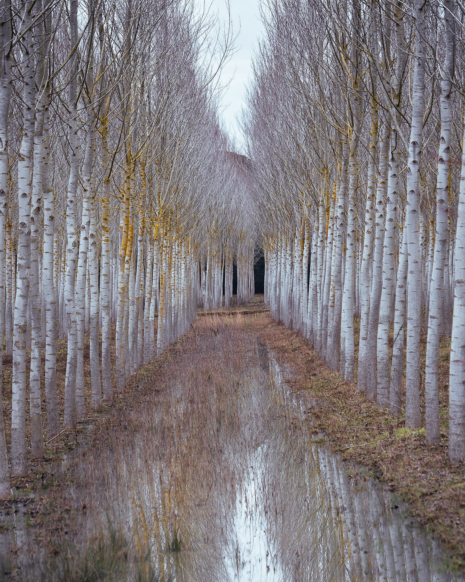 Reflect in poplar