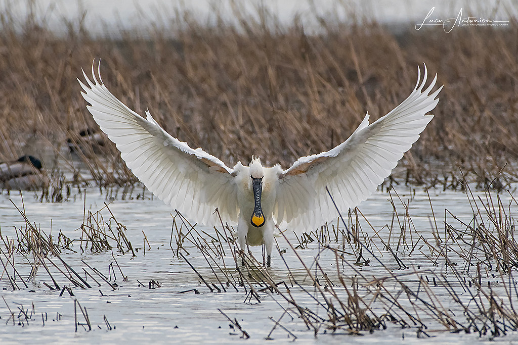 spatula opens the wings