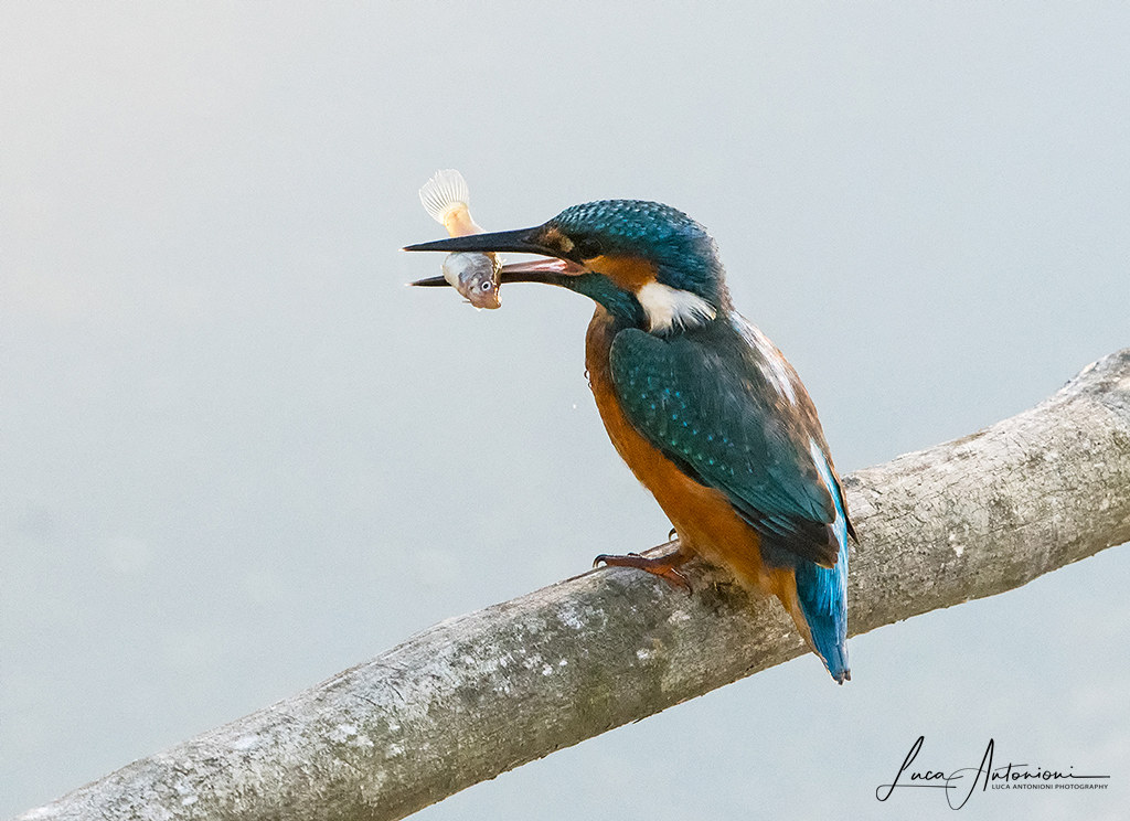 kingfisher catch