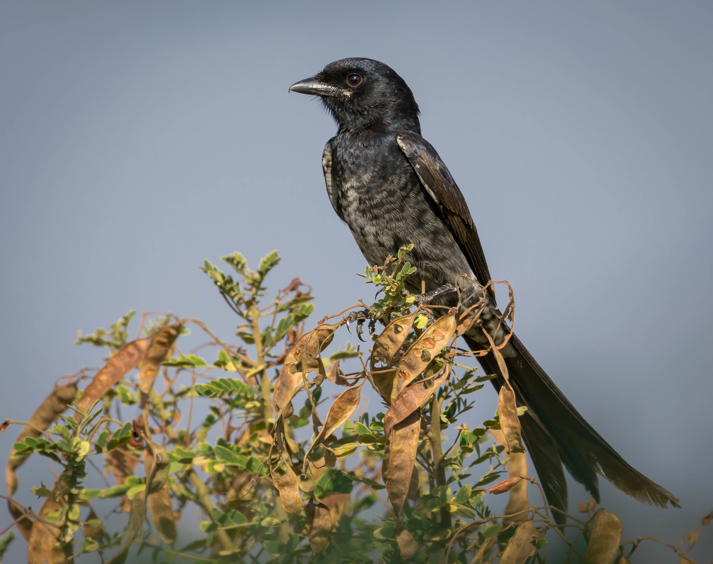 Drongo