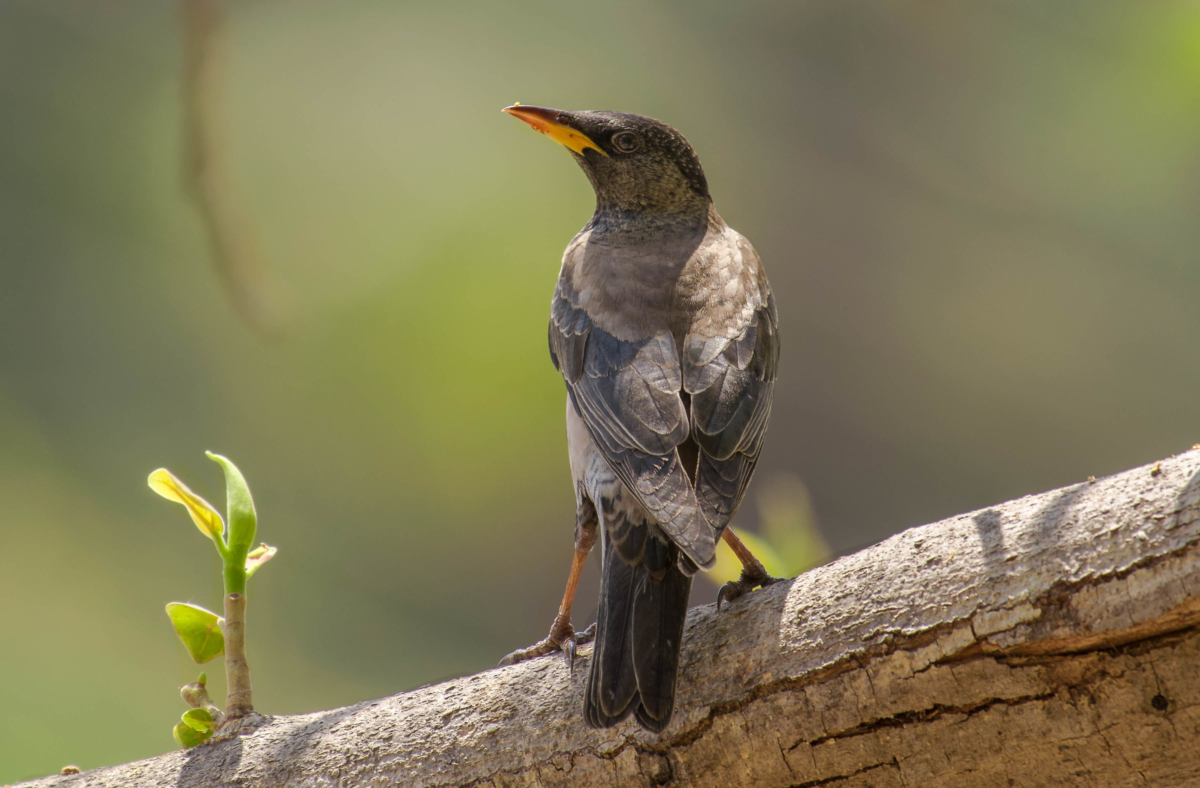 Rosy Starling