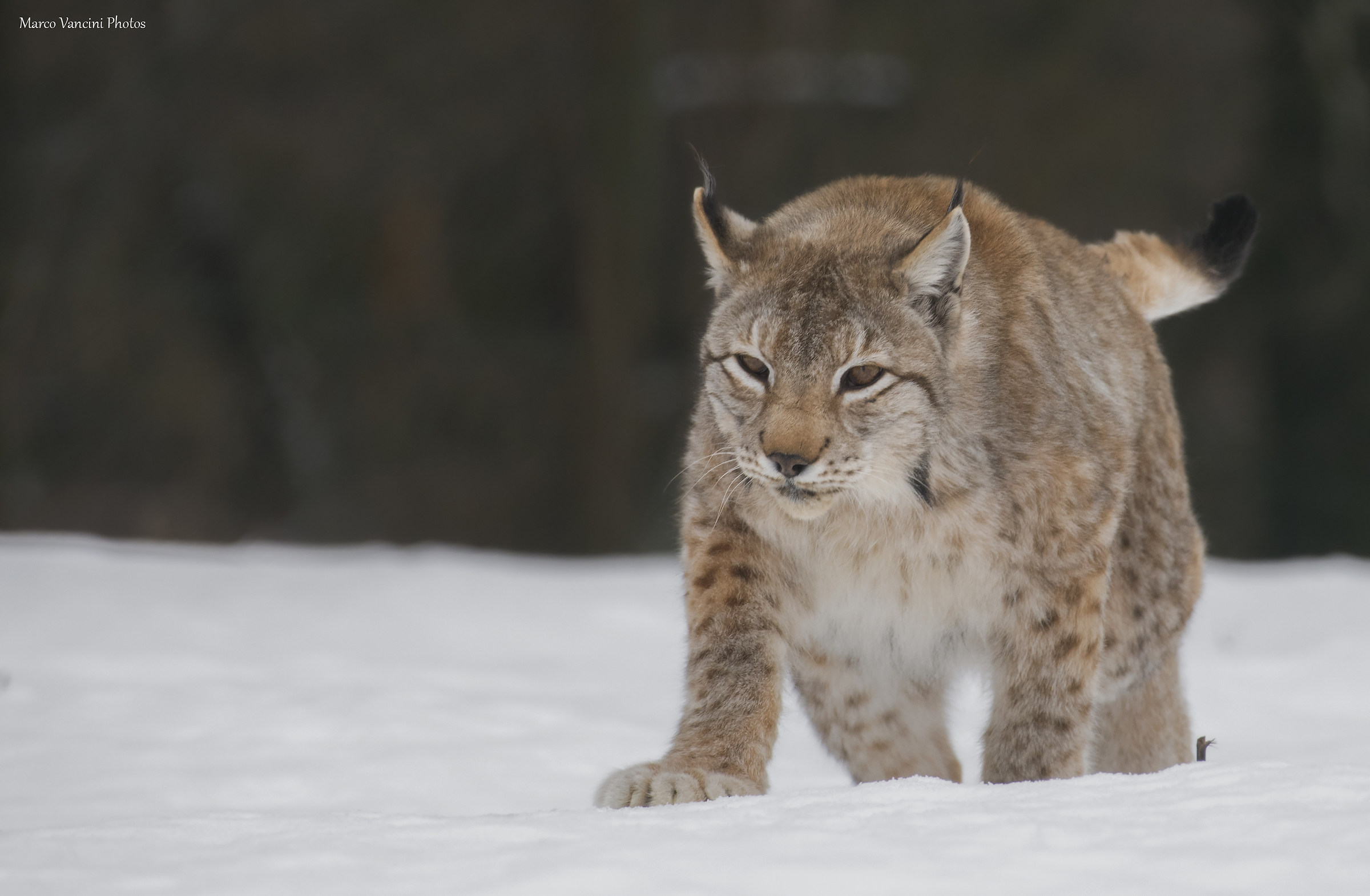 The pitch of the lynx