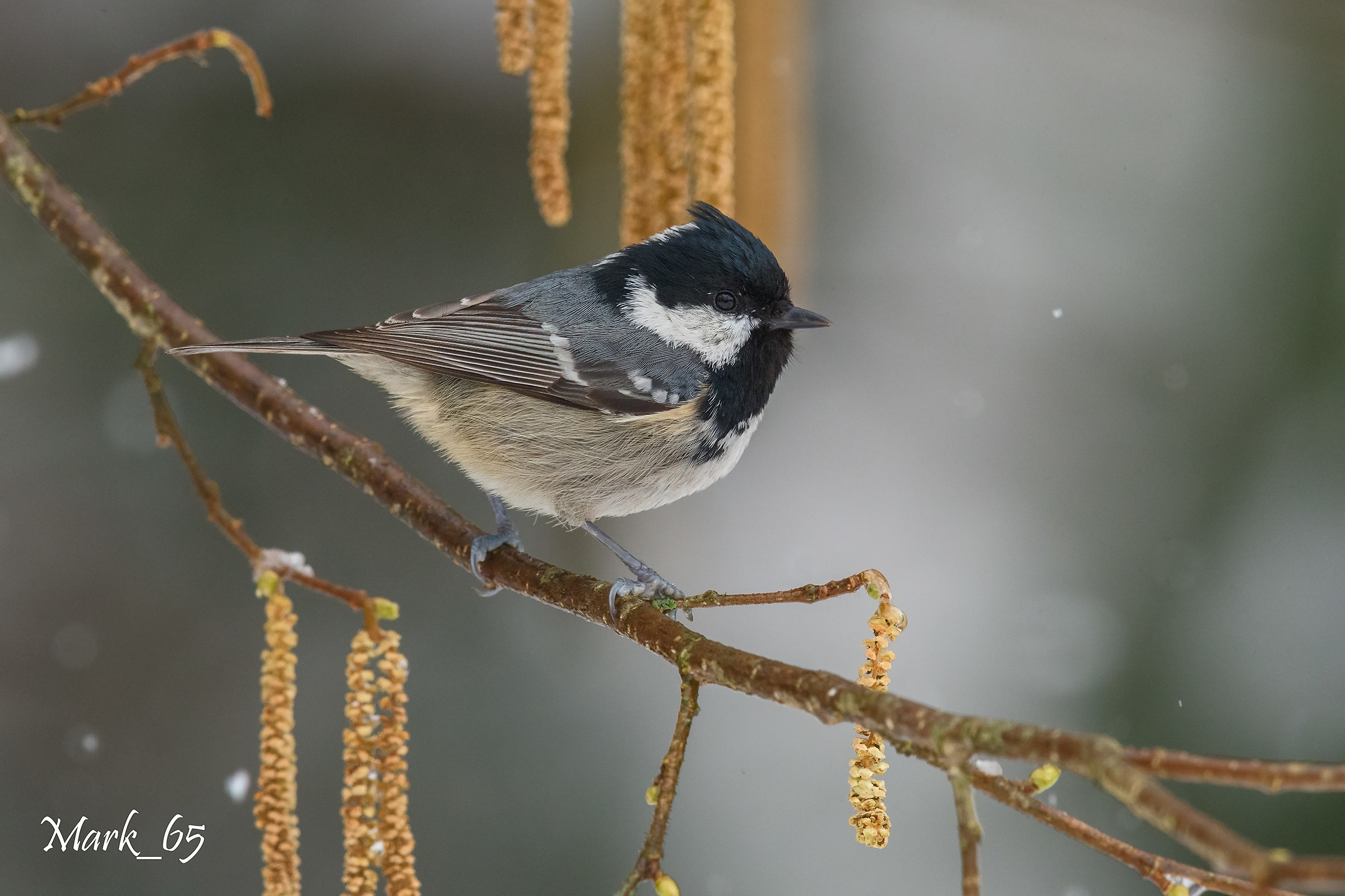Black tit