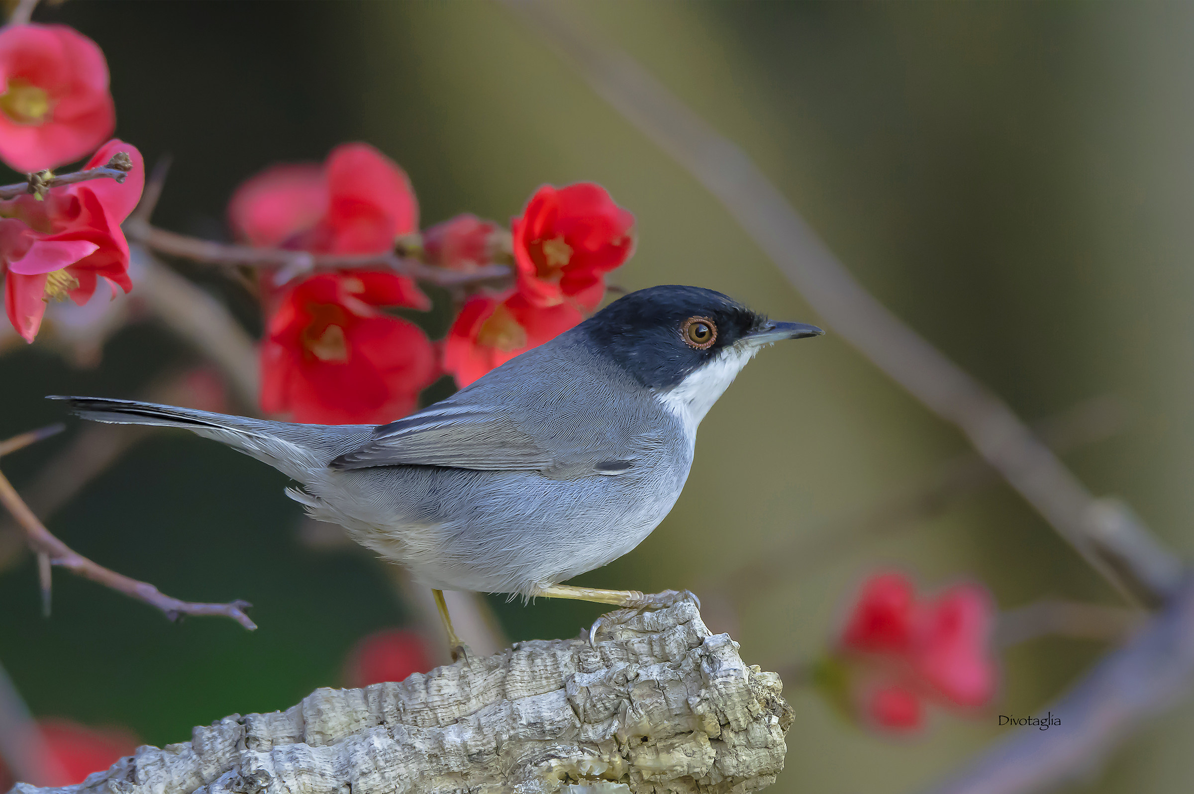 Maschio di occhiocotto