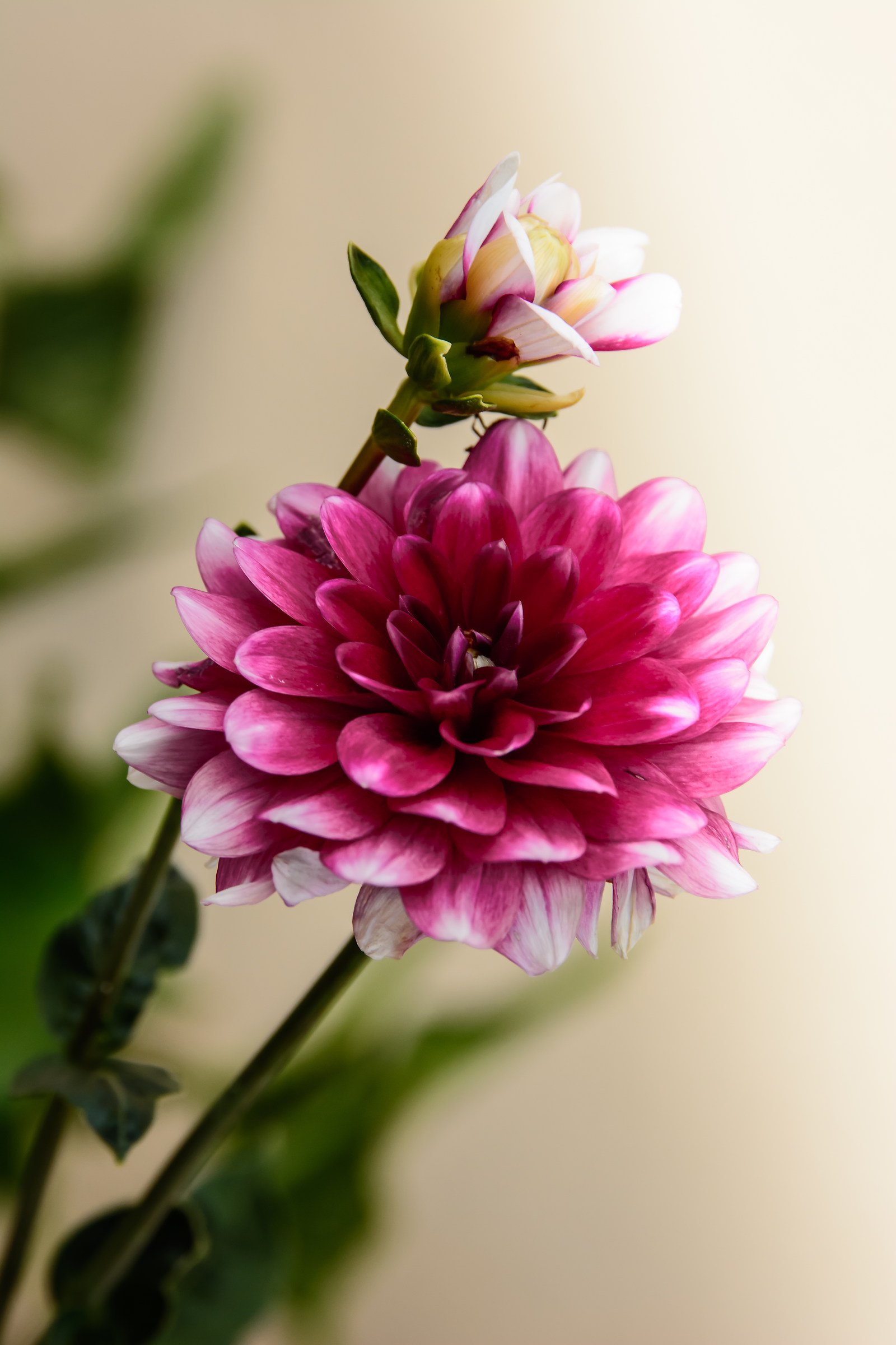 Dahlia, before and after