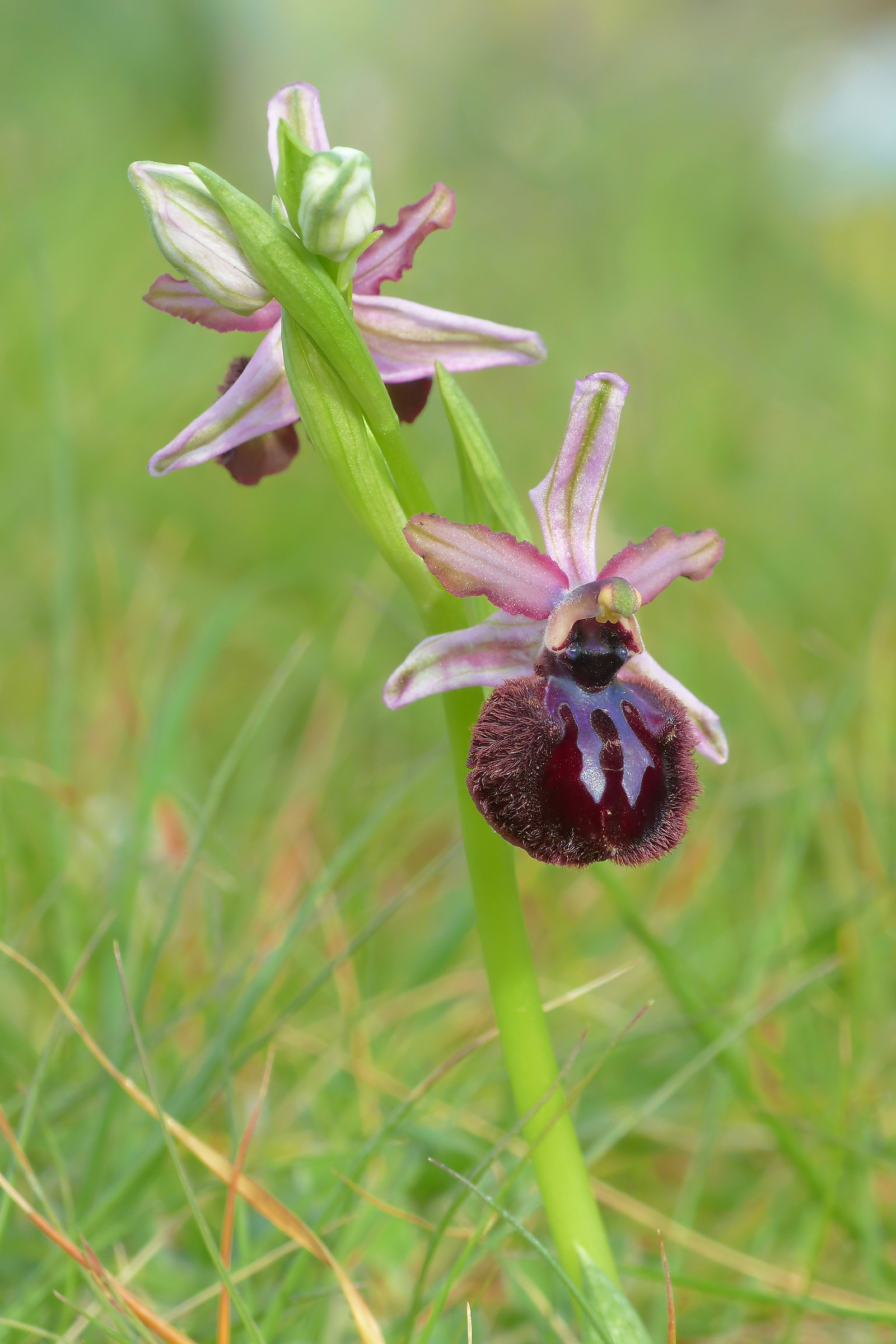 Ophrys sipontensis