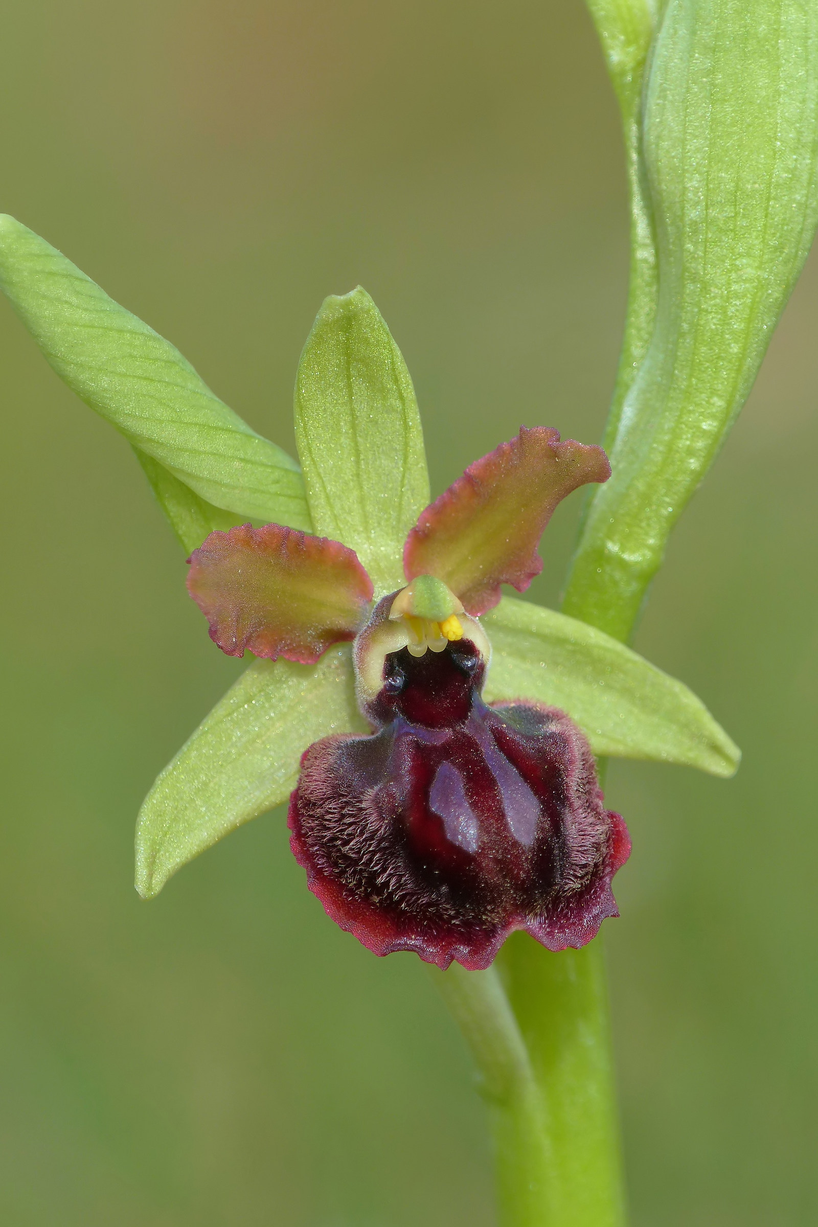 Ophrys garganica