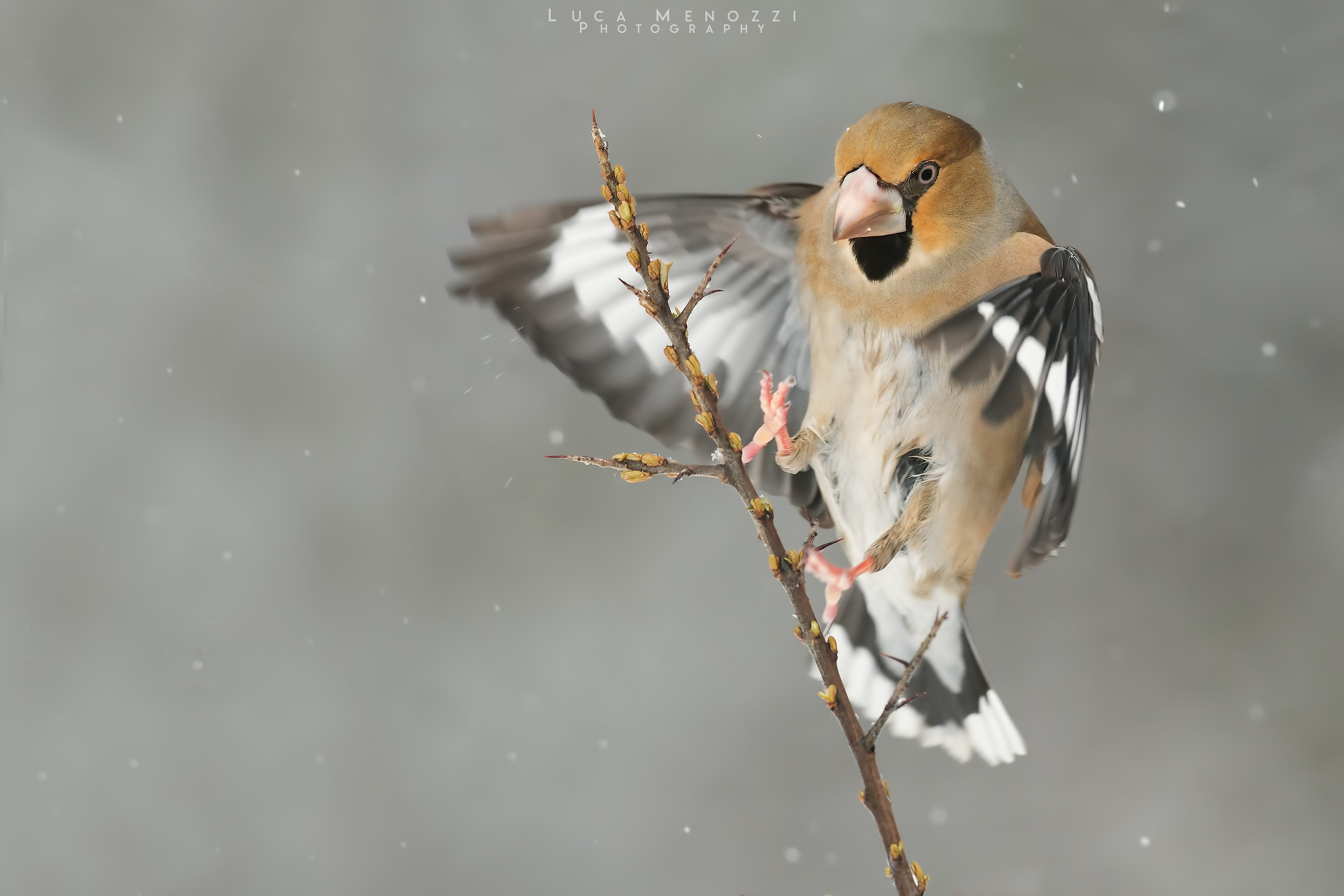 The arrival of the Frosone