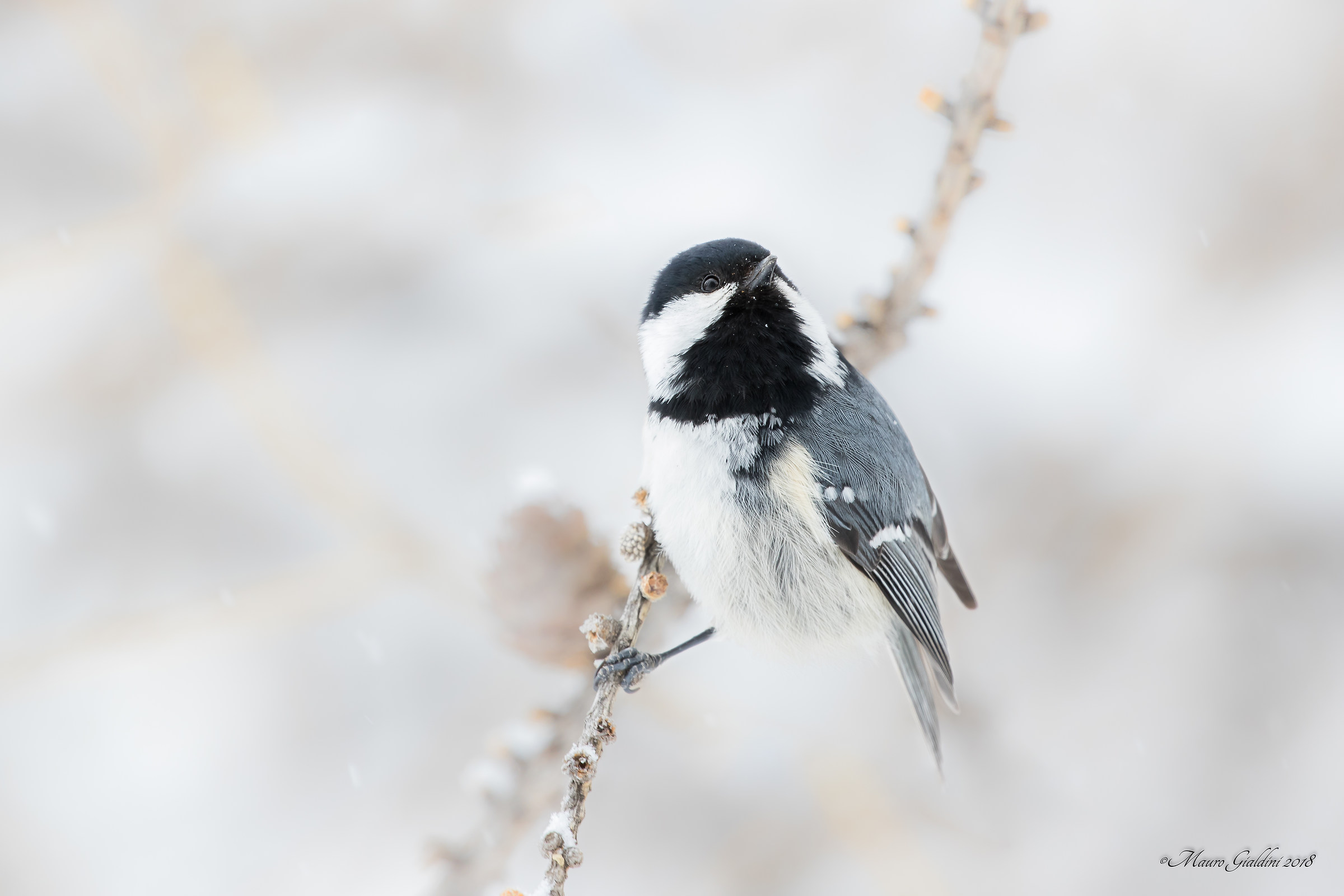 Black tit