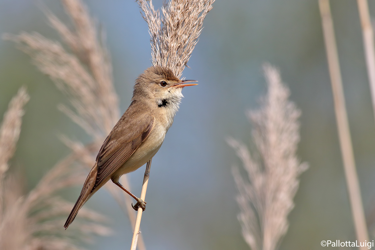 Cannaiola (Acrocephalus scirpaceus)