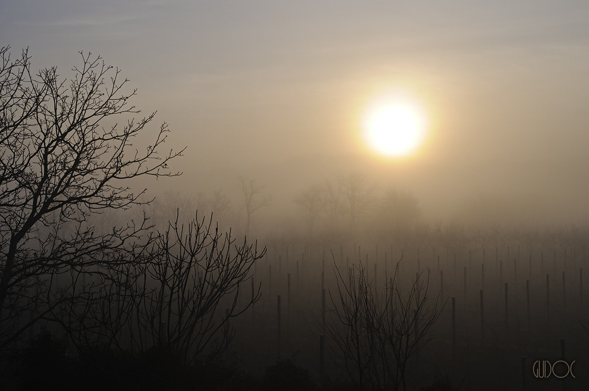 The joyful vineyard, at the first warmth of the morning