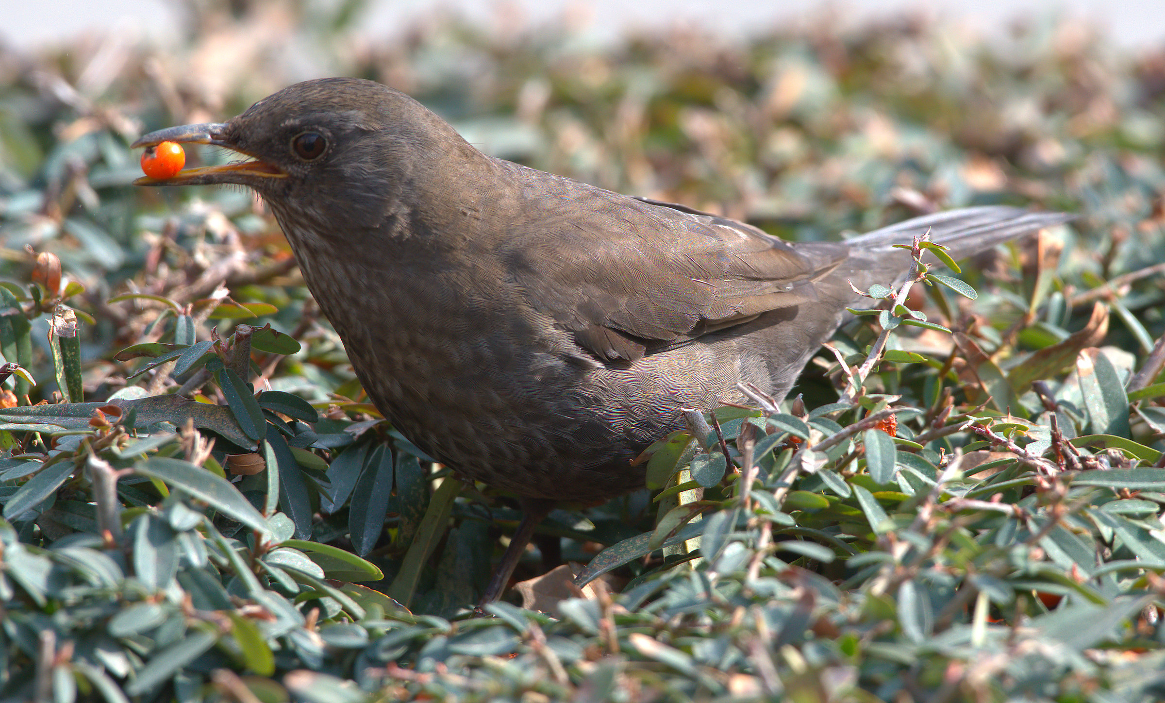 Female blackbird