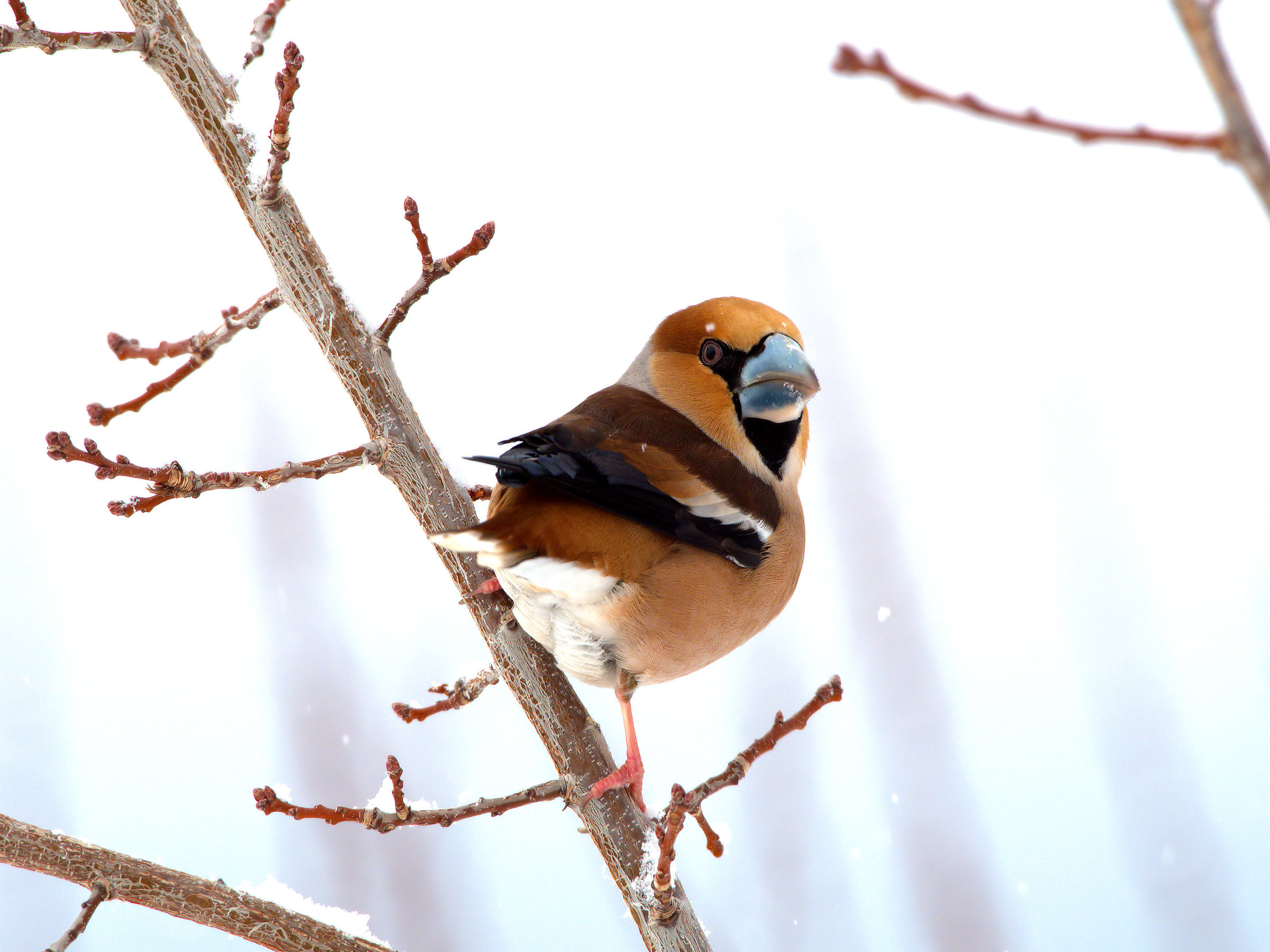 Grosbeak
