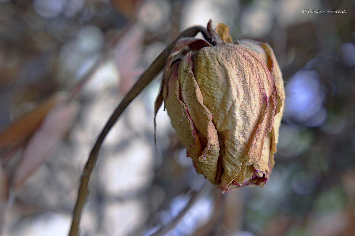 La rosa appassita