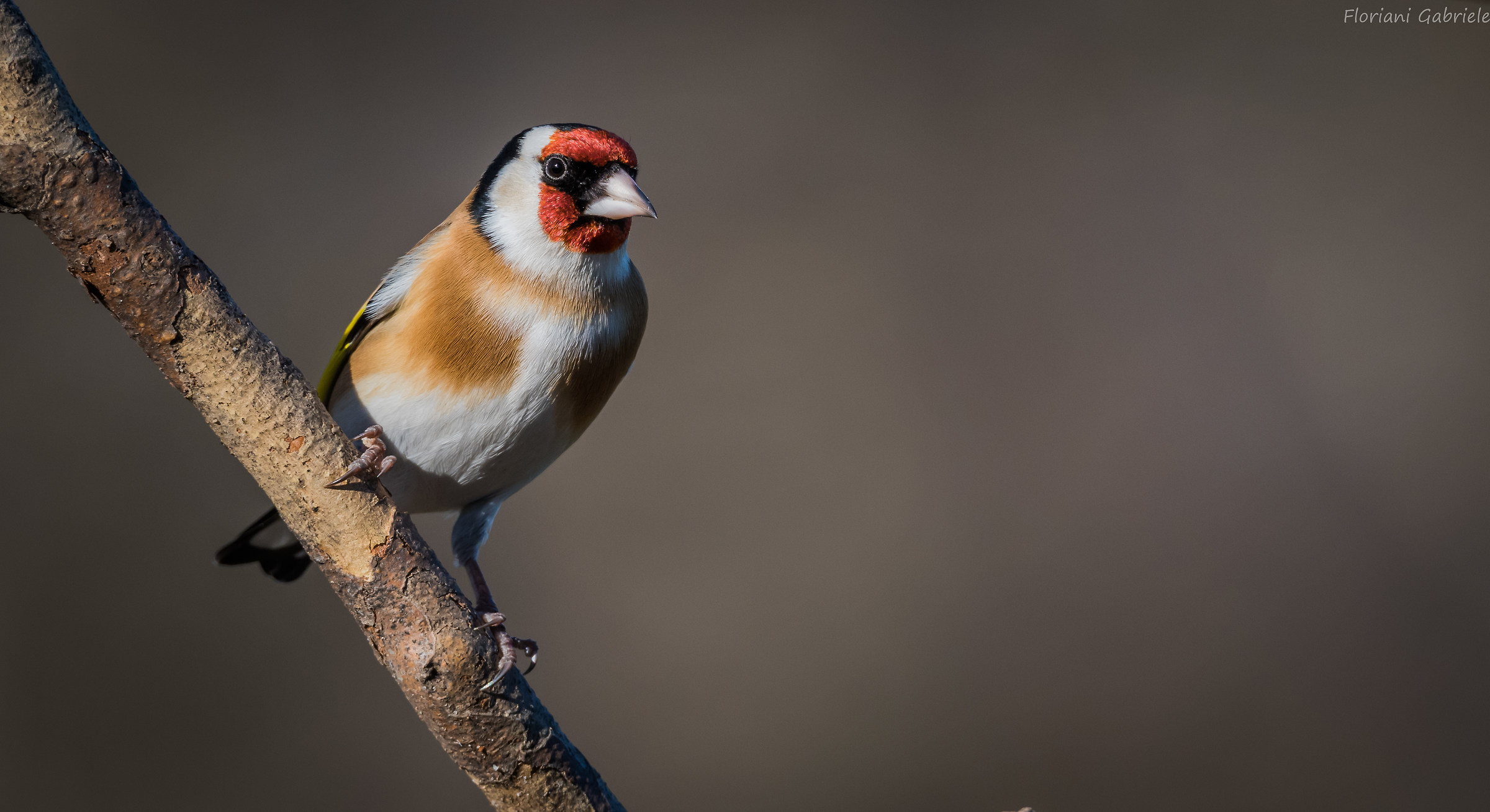 Goldfinch