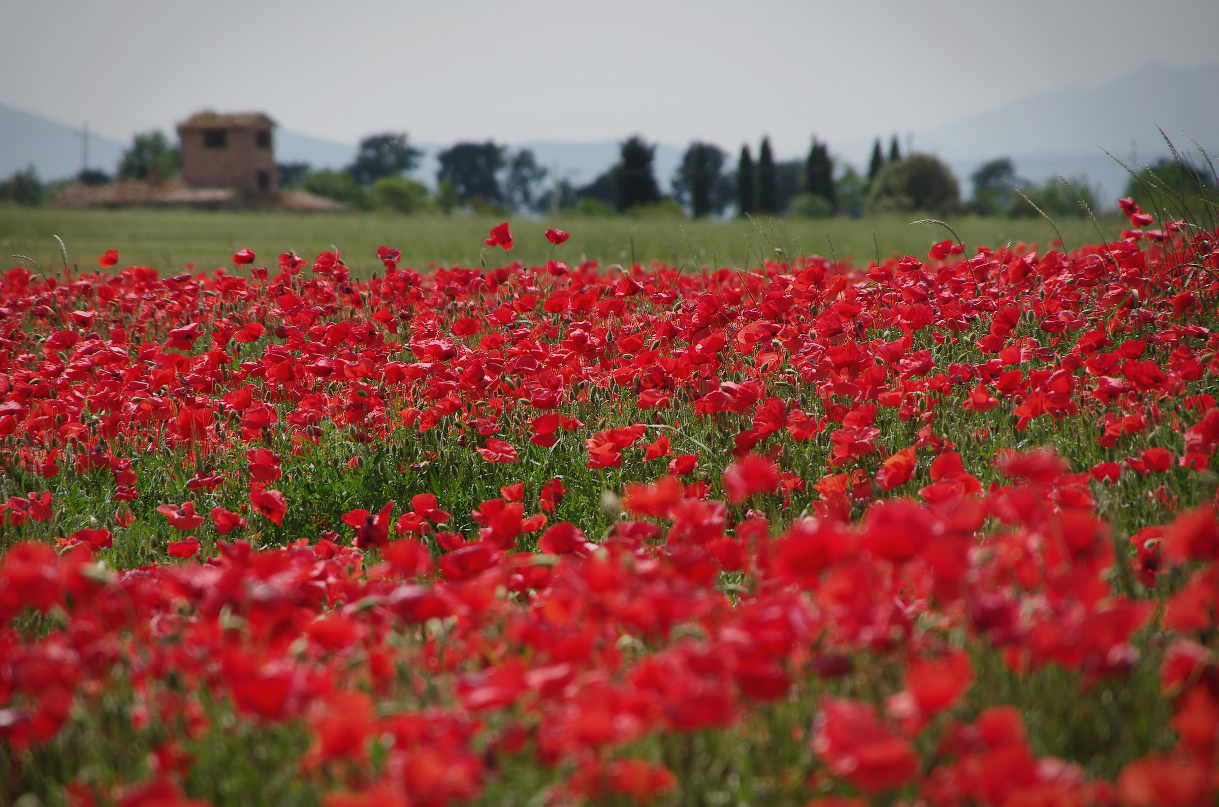 The poppies of Lake Trasimeno