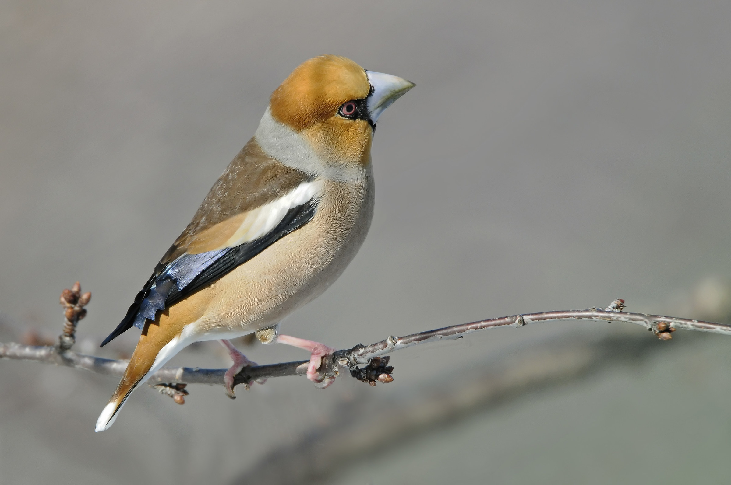il becco argentato del Frosone