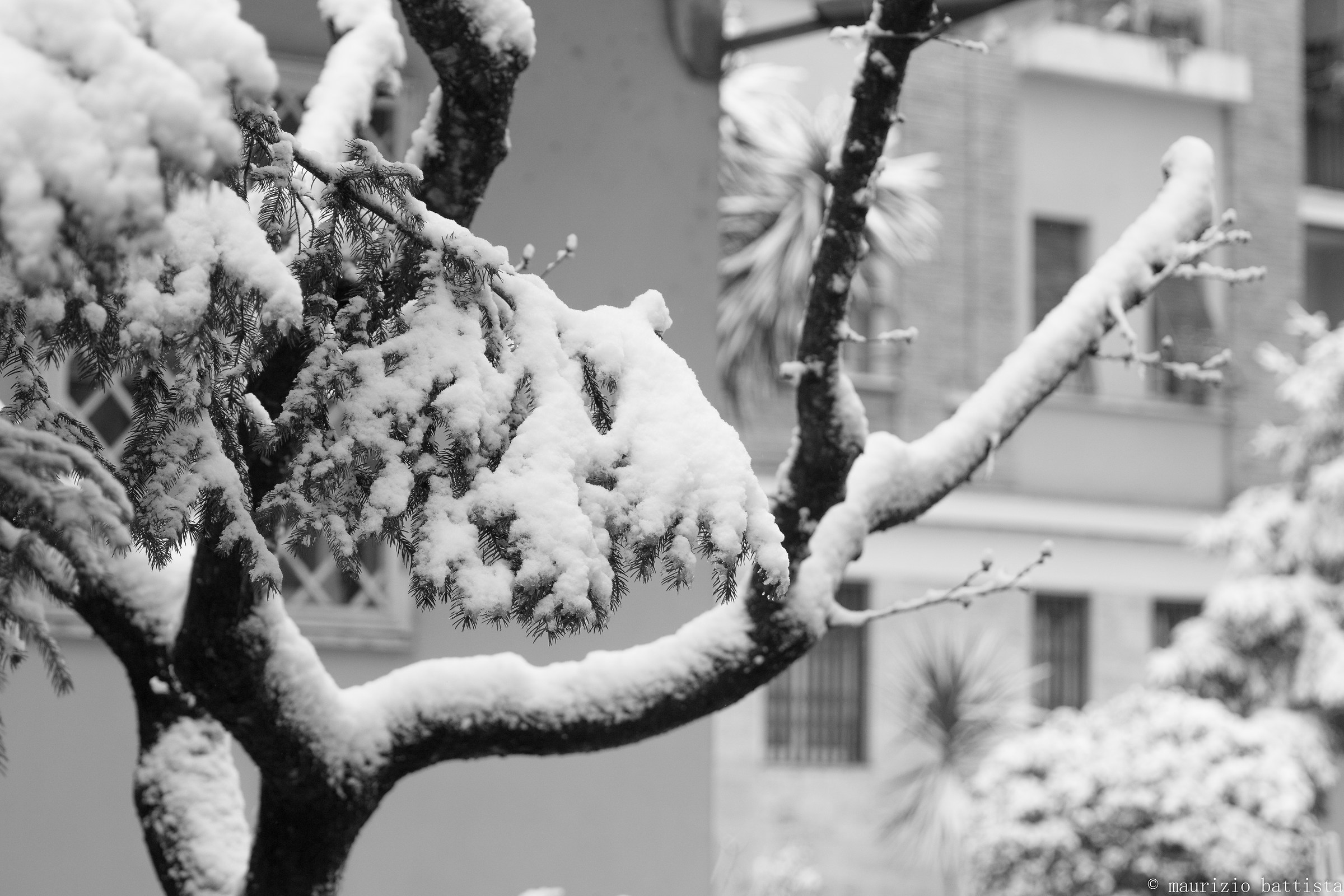 Albero innevato