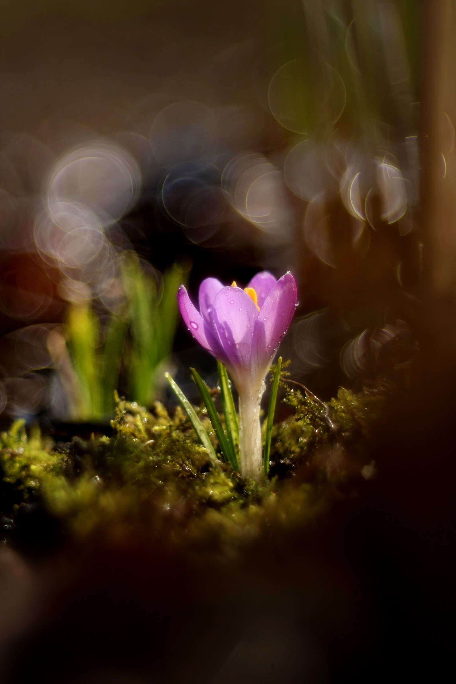 Early Spring Crocus