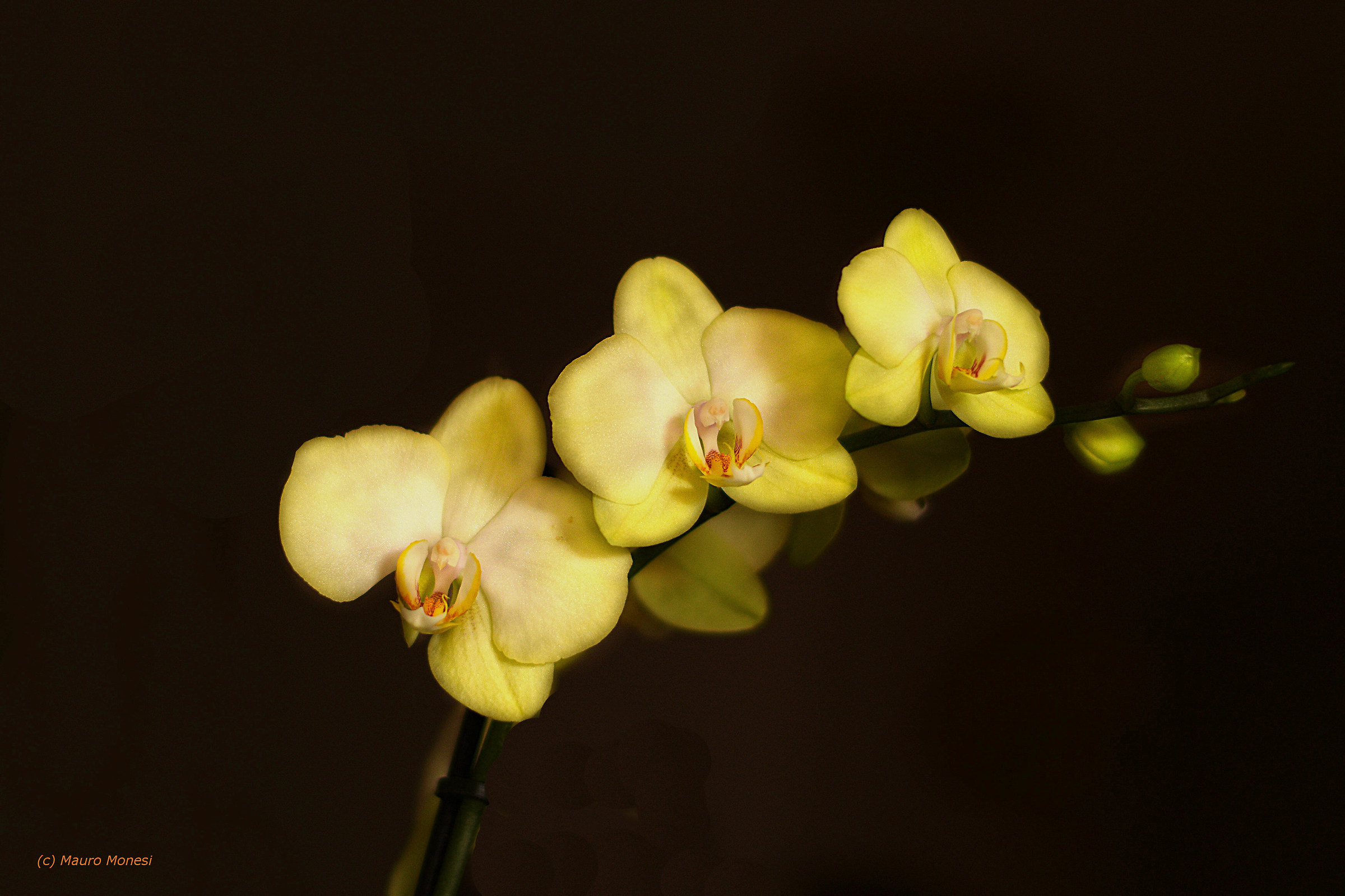 All'Universo Femminile