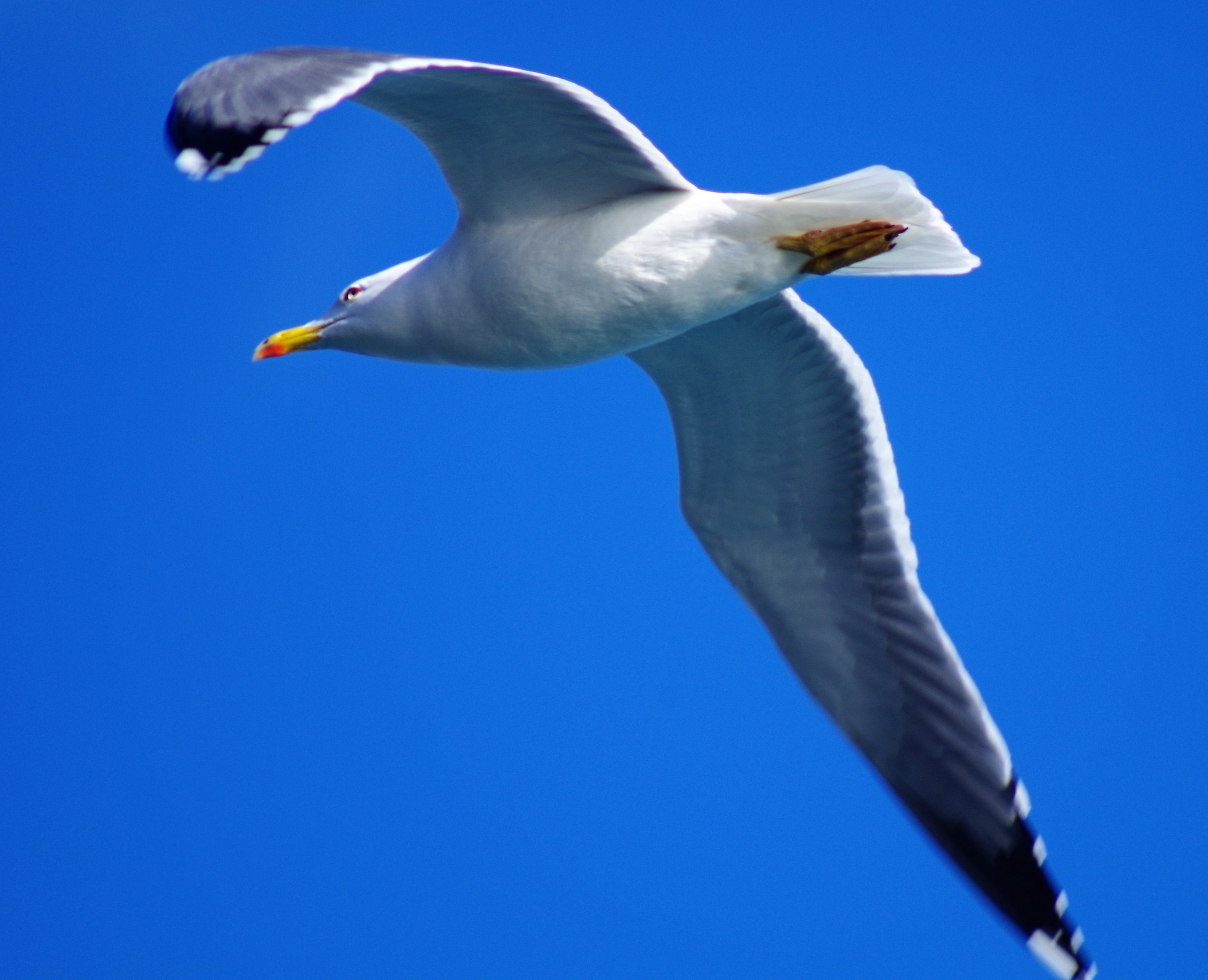Flying Seagull