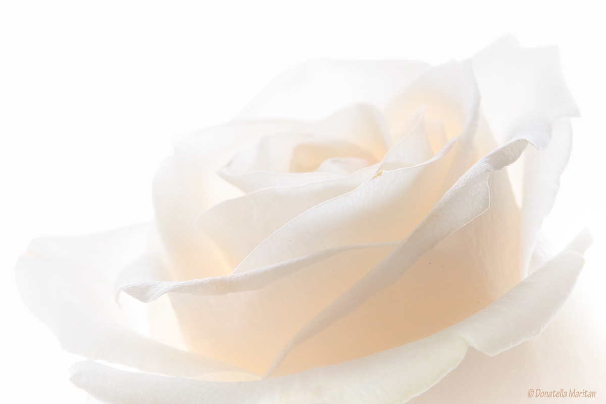 l'otto Marzo e' Donna