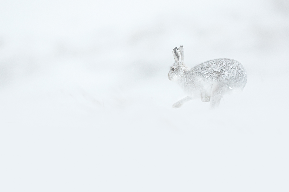 Hare variable; the race