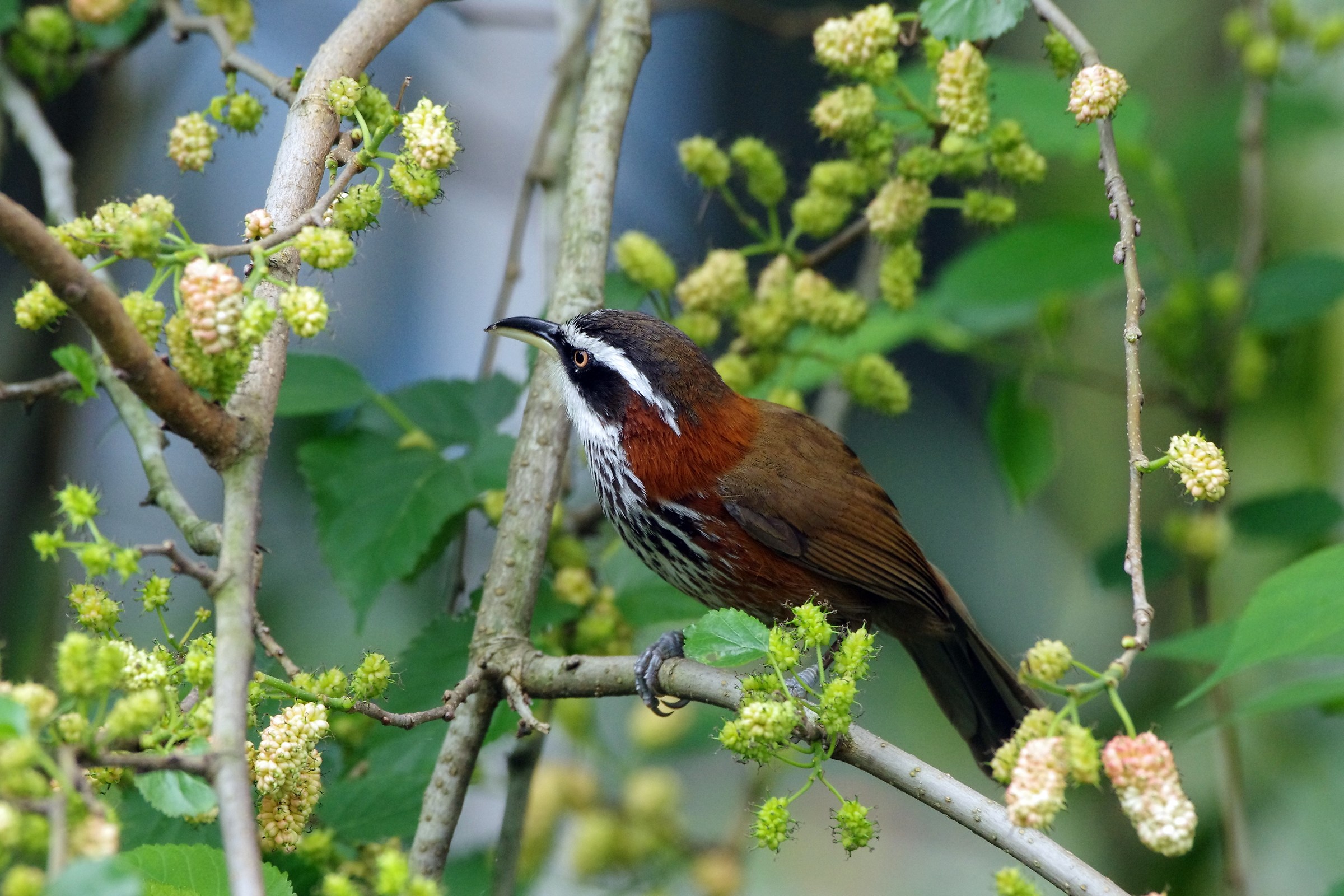 Taiwan Scimitar-Babbler
