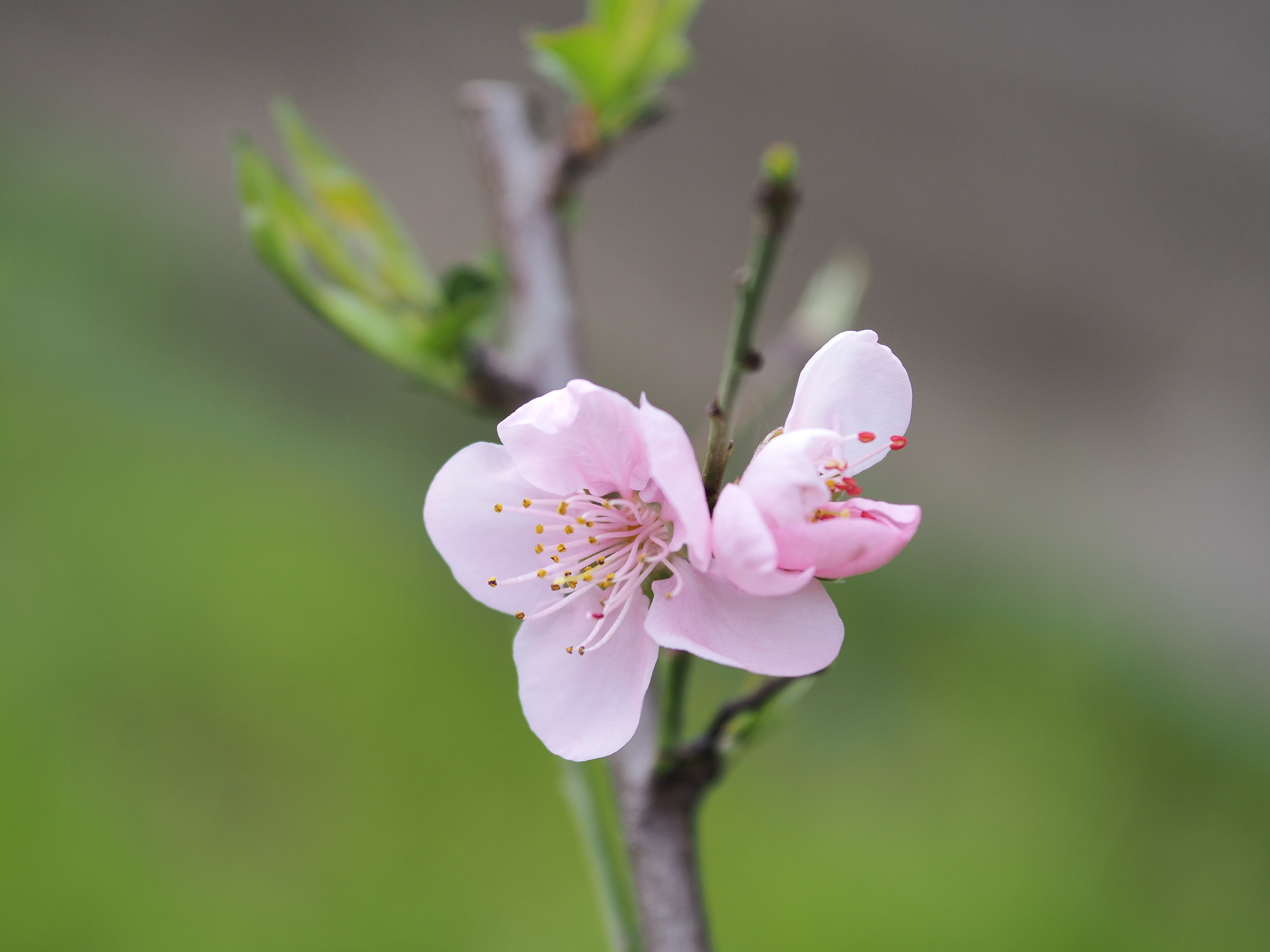 Aspettando la primavera