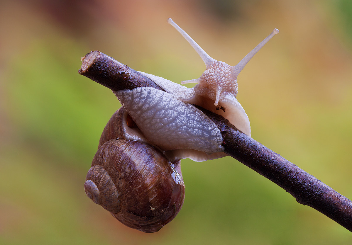 Snail