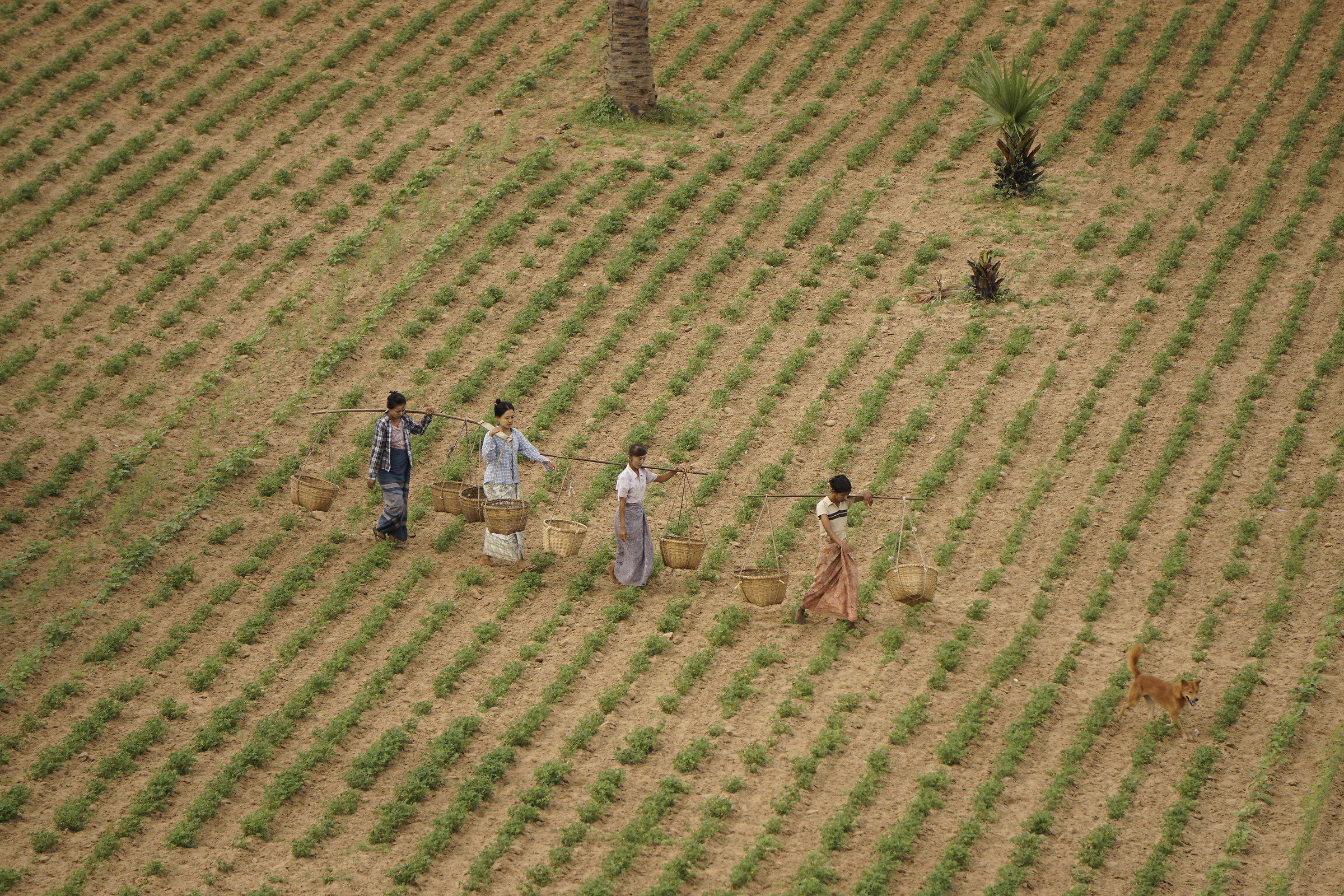 Diagonal between the fields