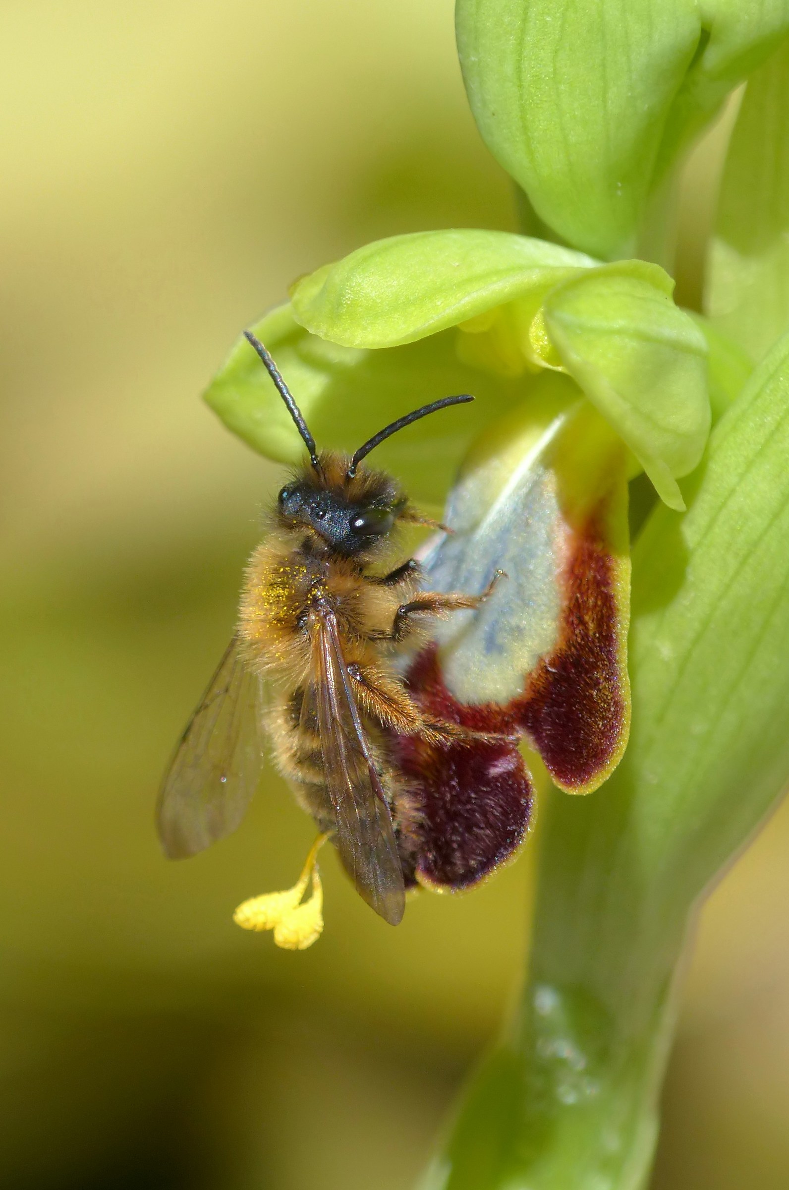 Ophrys lojaconoi con Andrena nigroaenea 8 marzo 2018