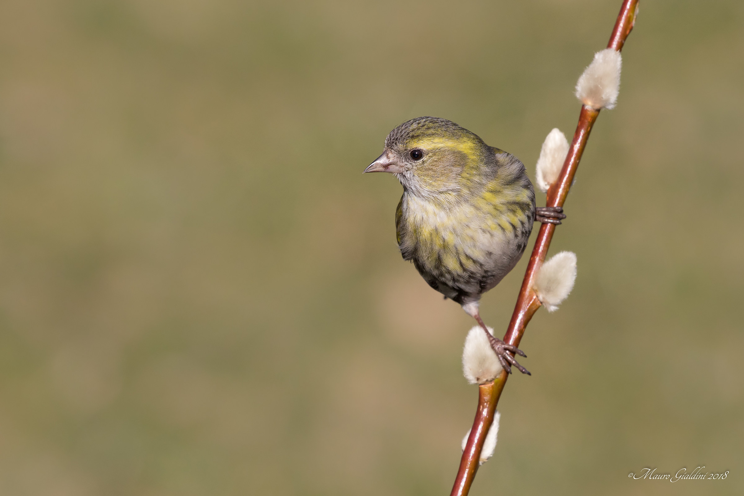 Siskin