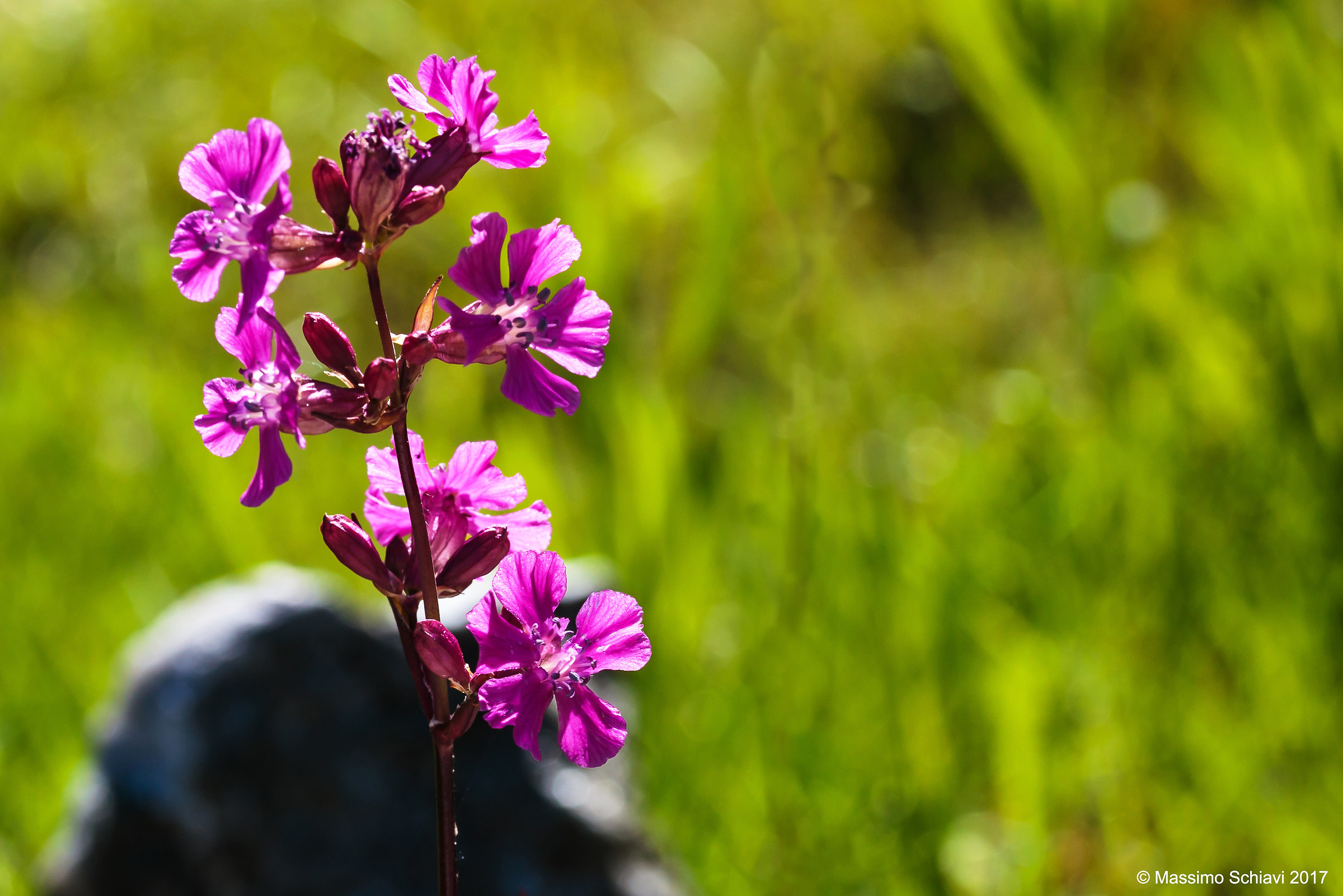 Lychnis viscaria L. - Crotonella viscaria