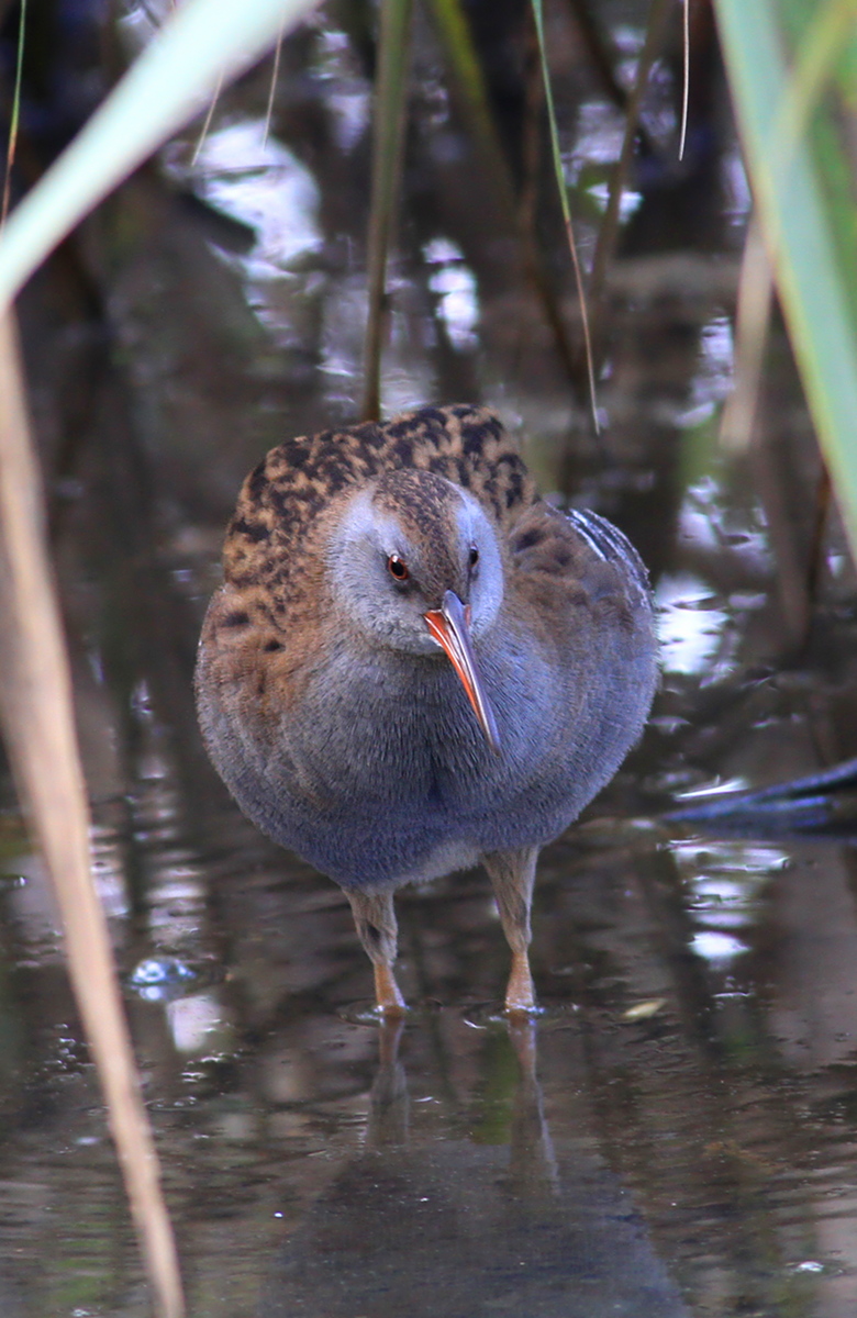 porciglione - Rallus aquaticus