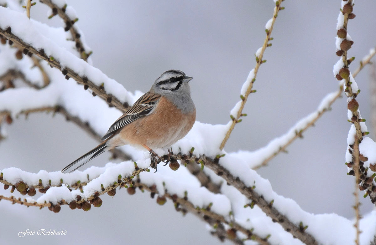 Meadow bunting ...