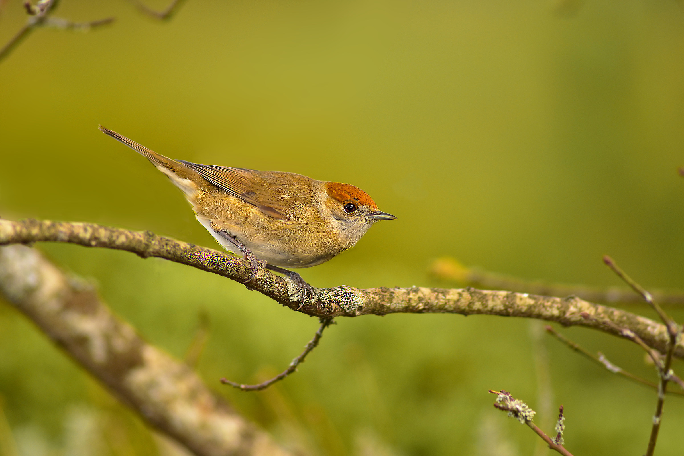 A moment before feeding