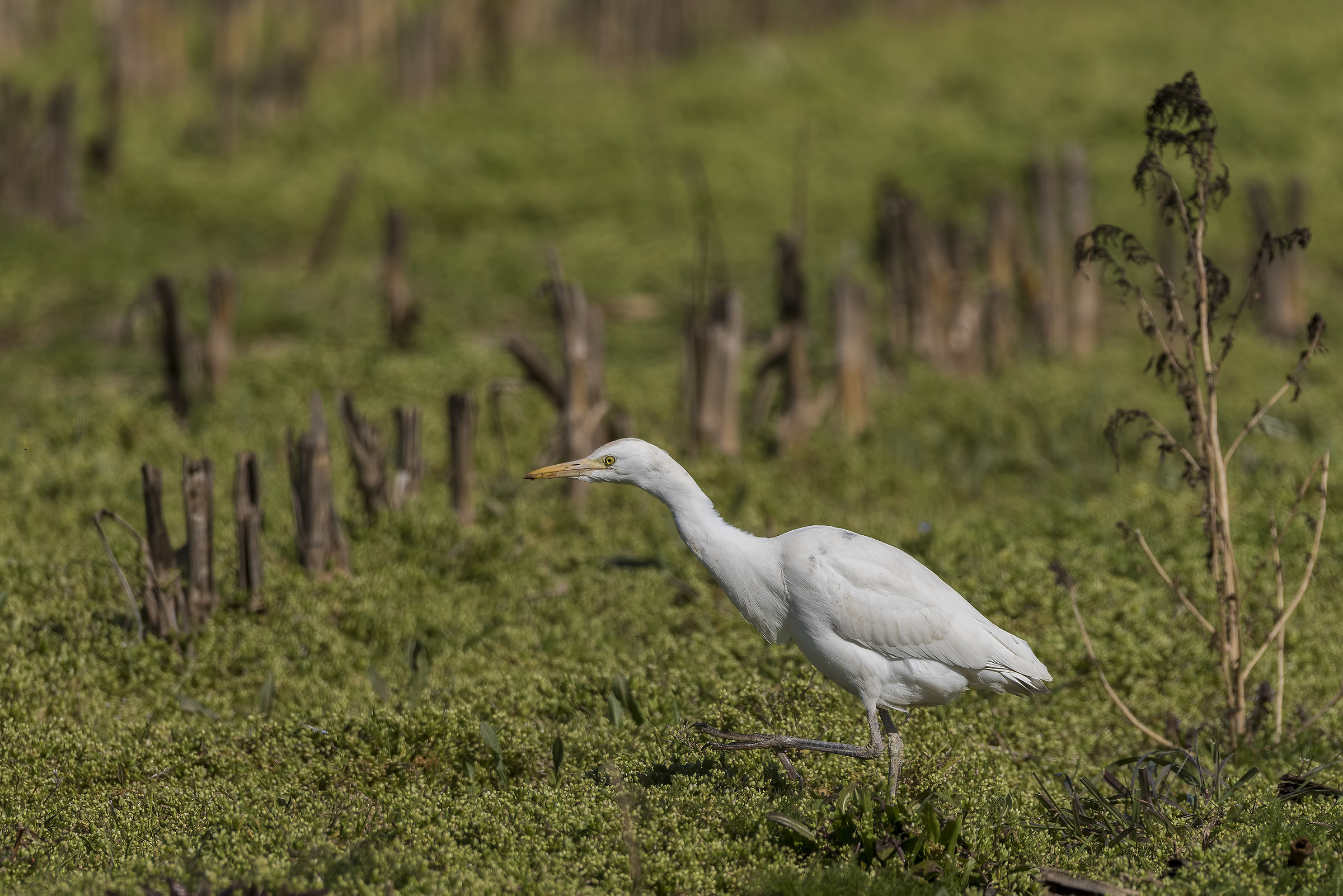 Cattle Egret