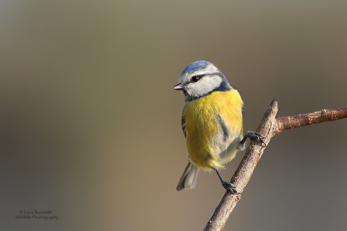 Blue Tit