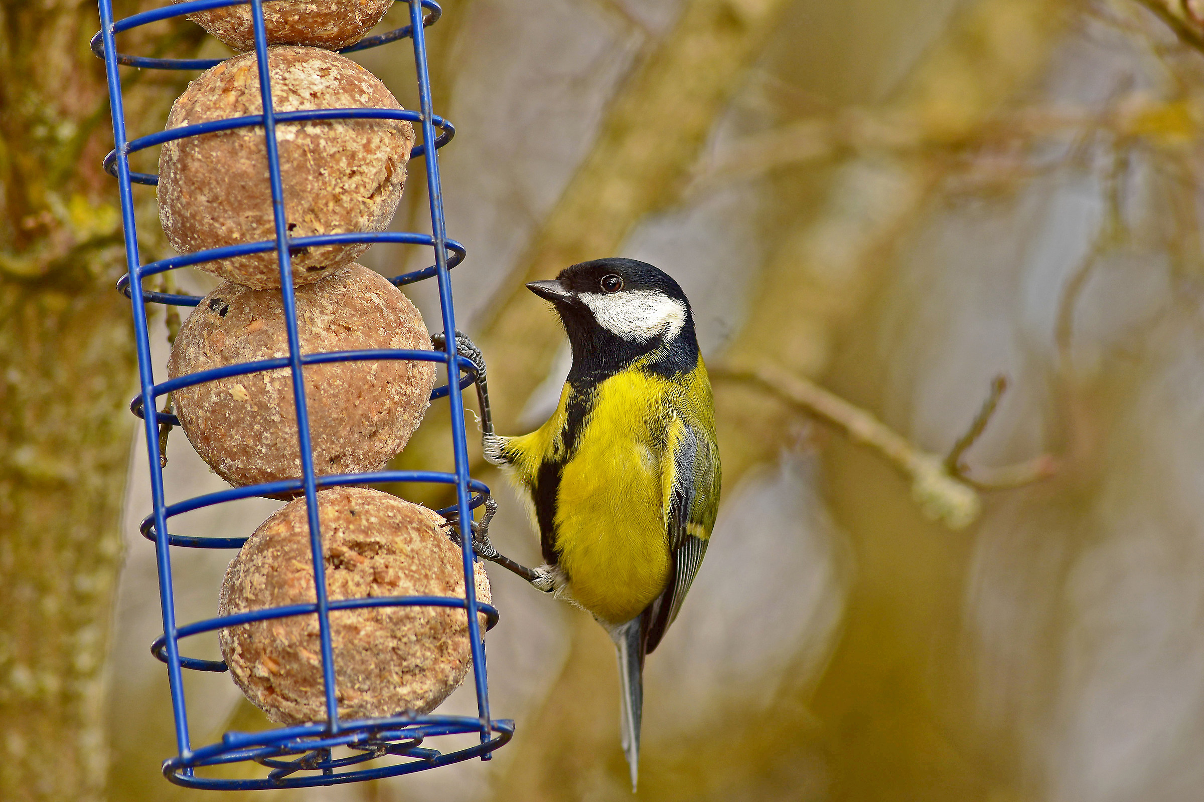 great TIT