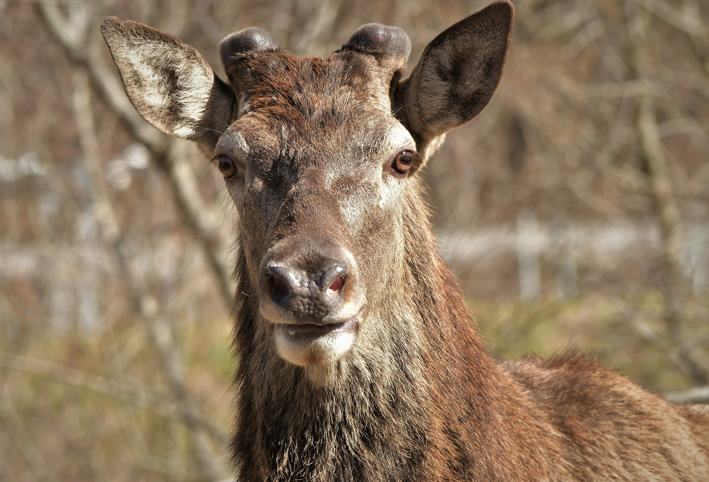 Incontro inaspettato